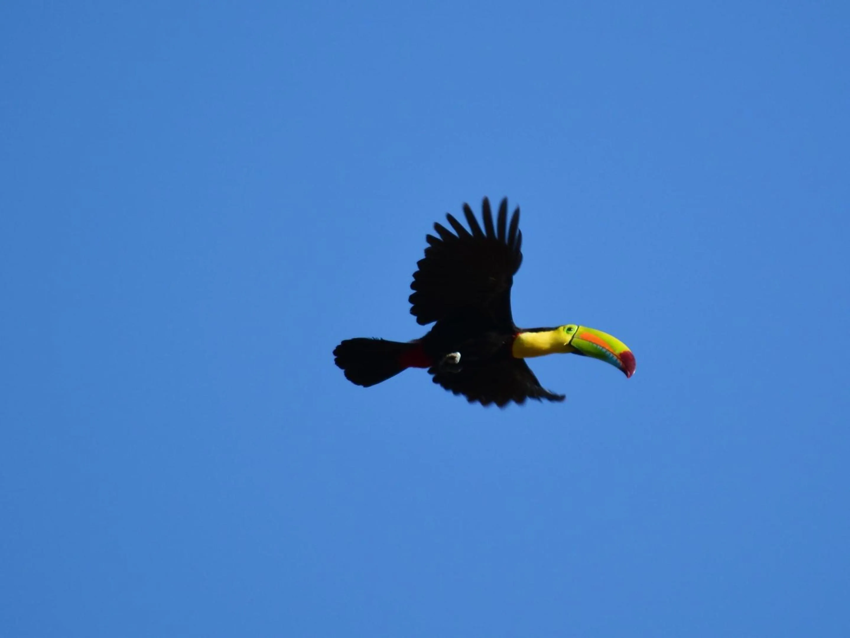 Animals in Hotel Colinas del Sol