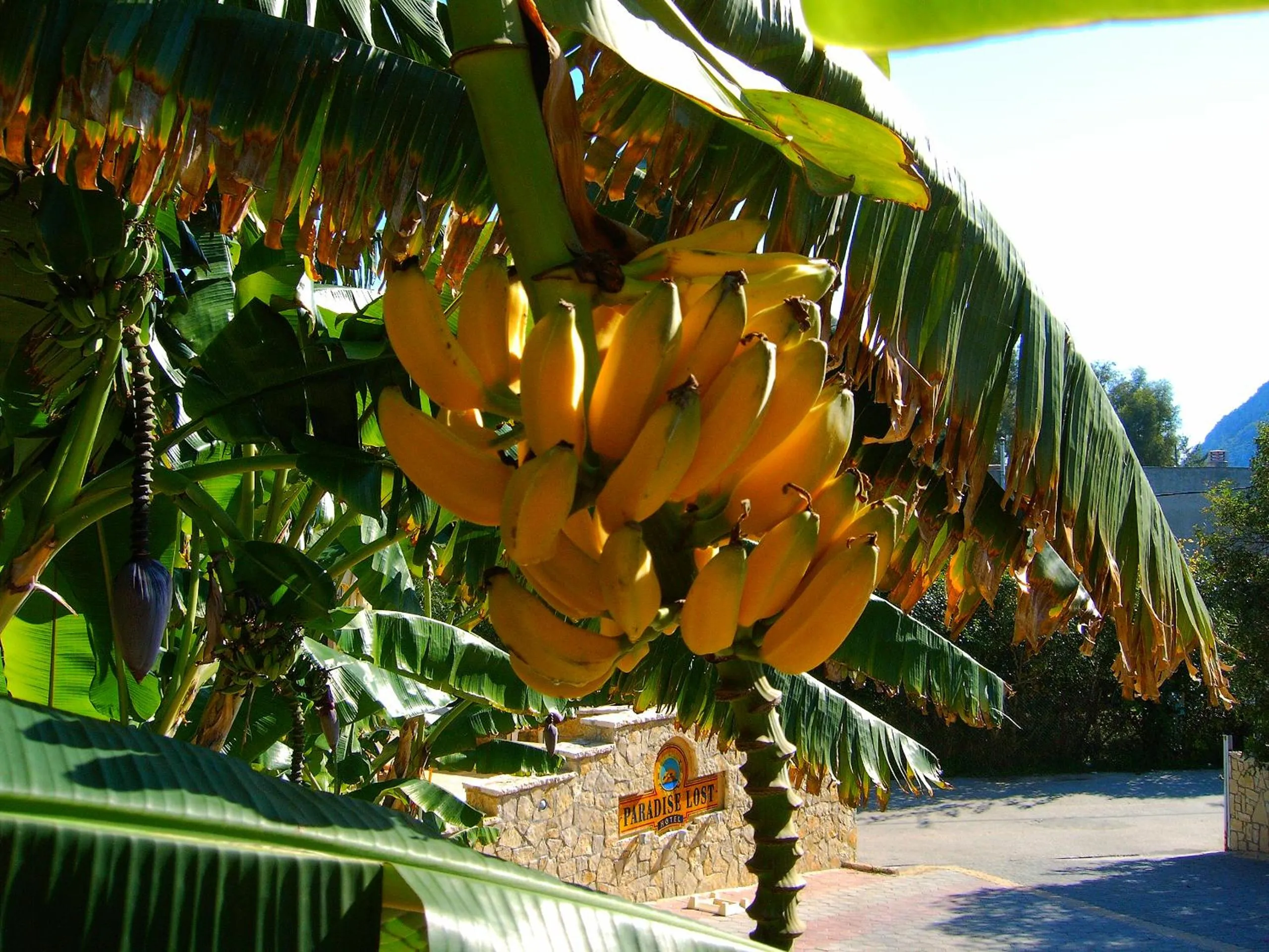 Garden in Paradise Lost Hotel-Apartments