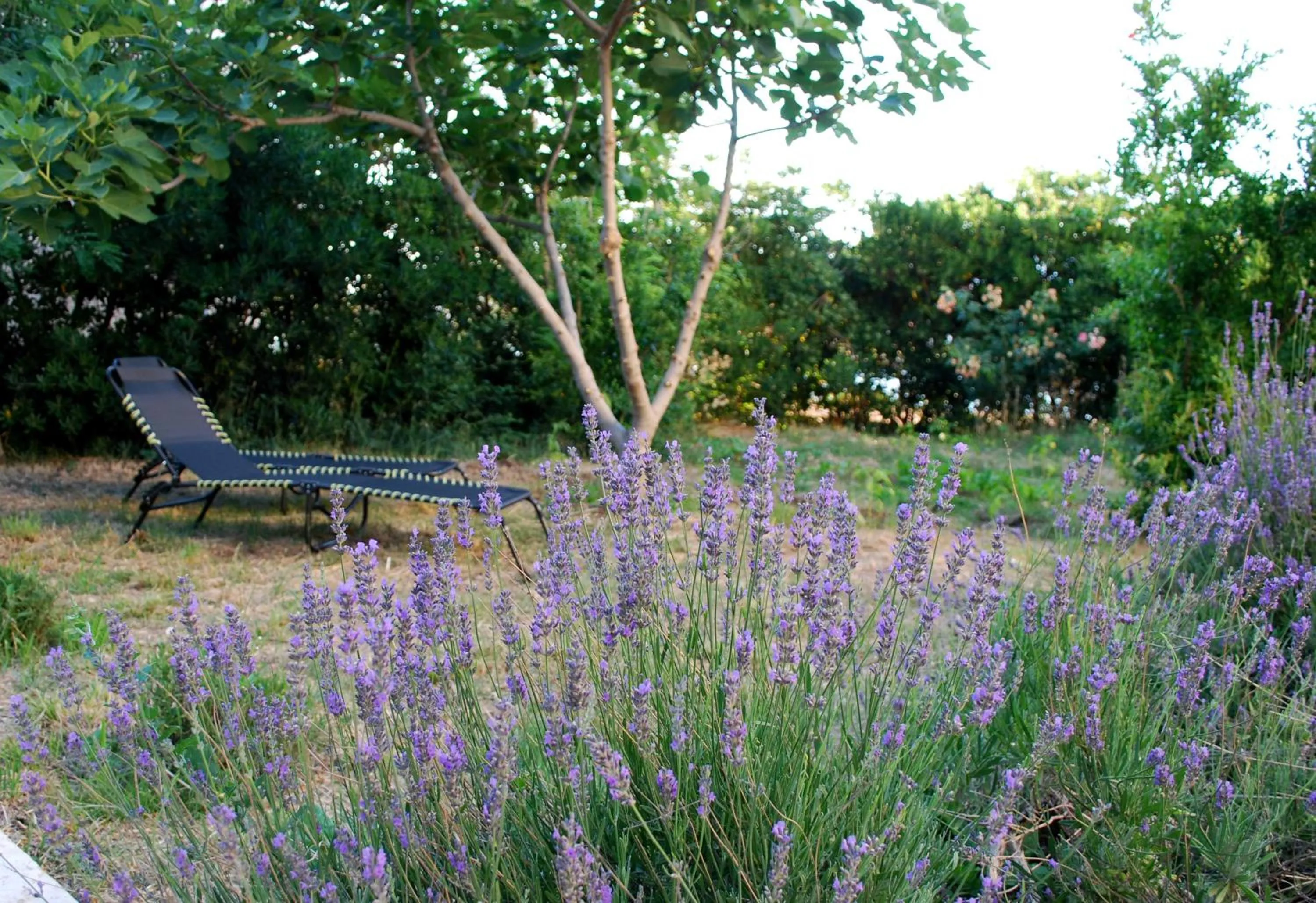 Garden in Lokunja Bed&Breakfast