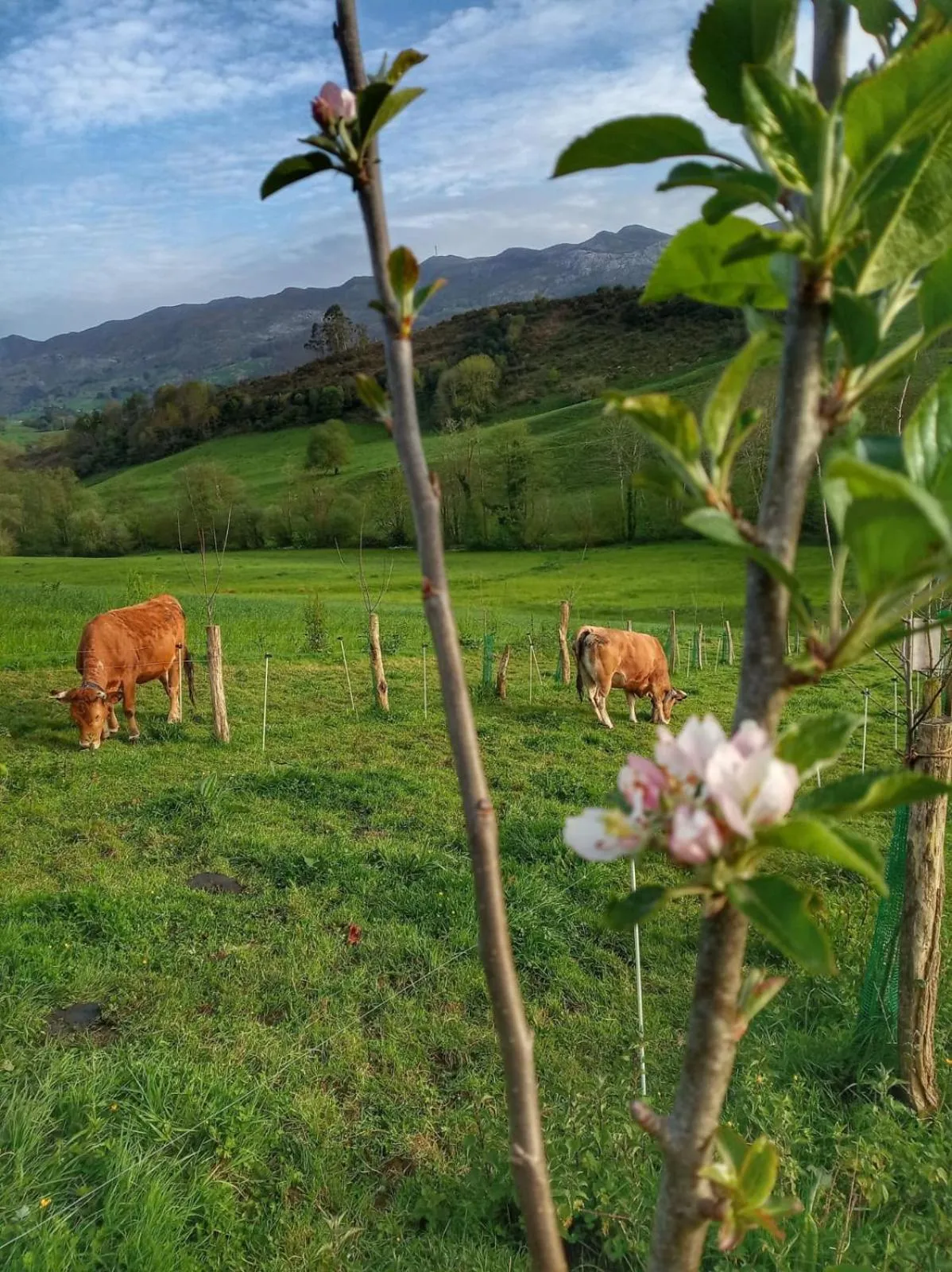 Hiking in La Casona de Tresgrandas