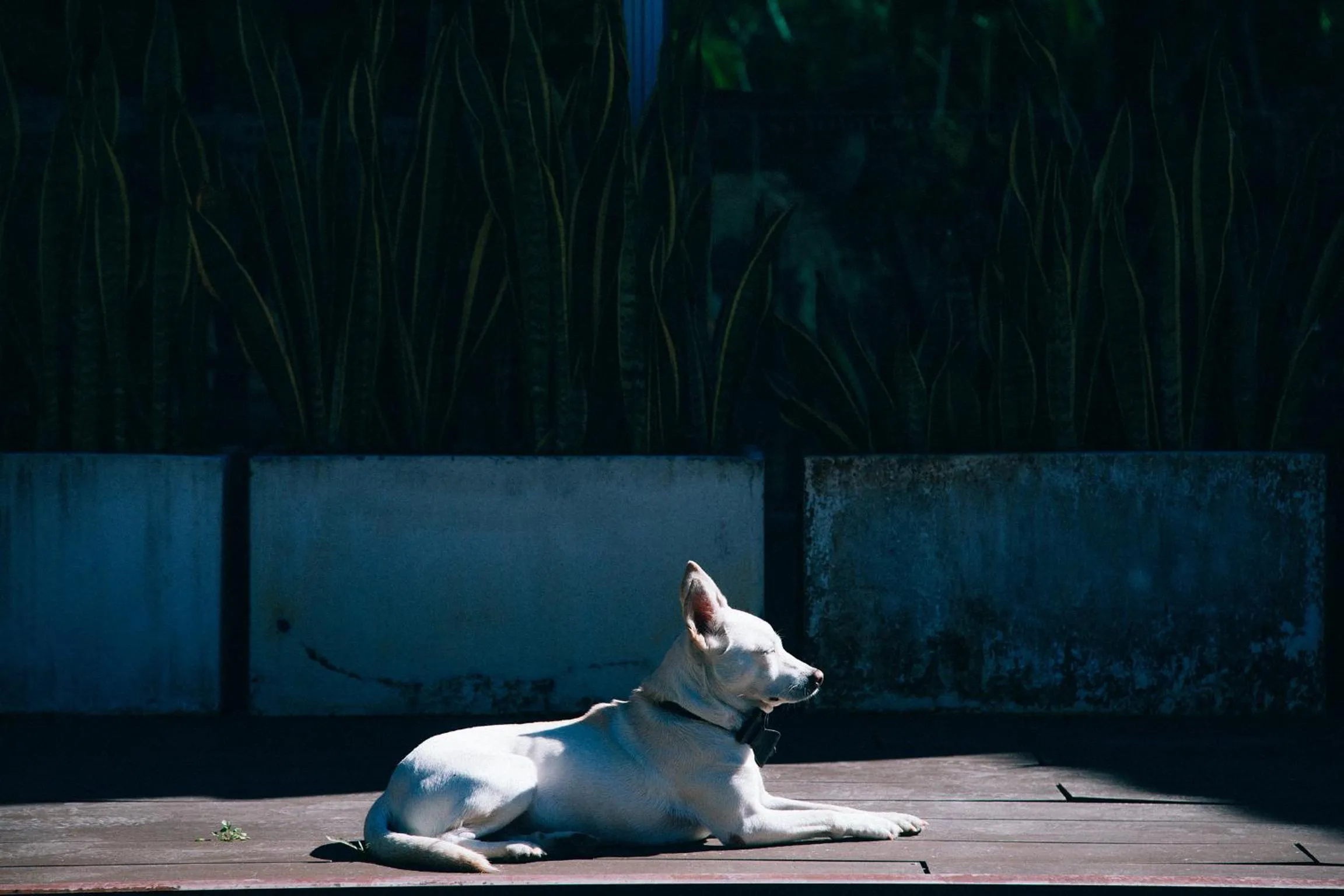 Pets in Look Bed and Breakfast