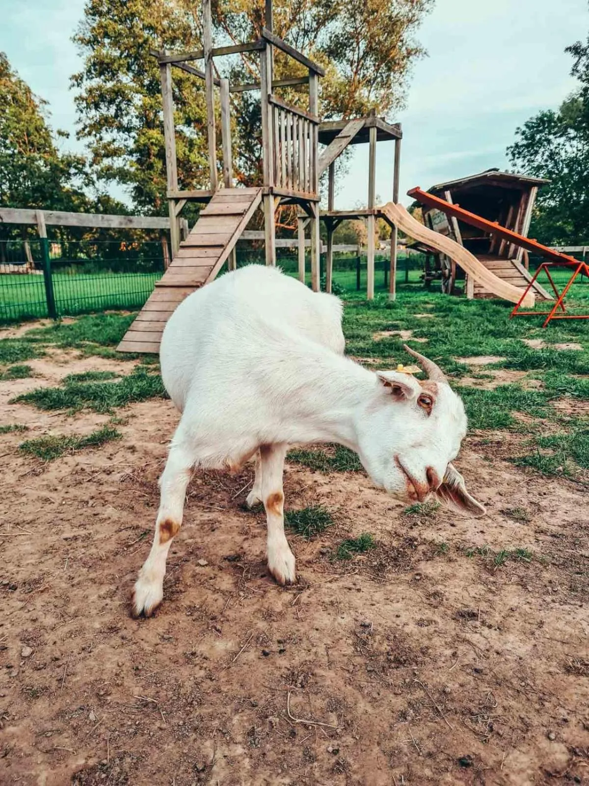 Animals in Ölmühle Eberstedt