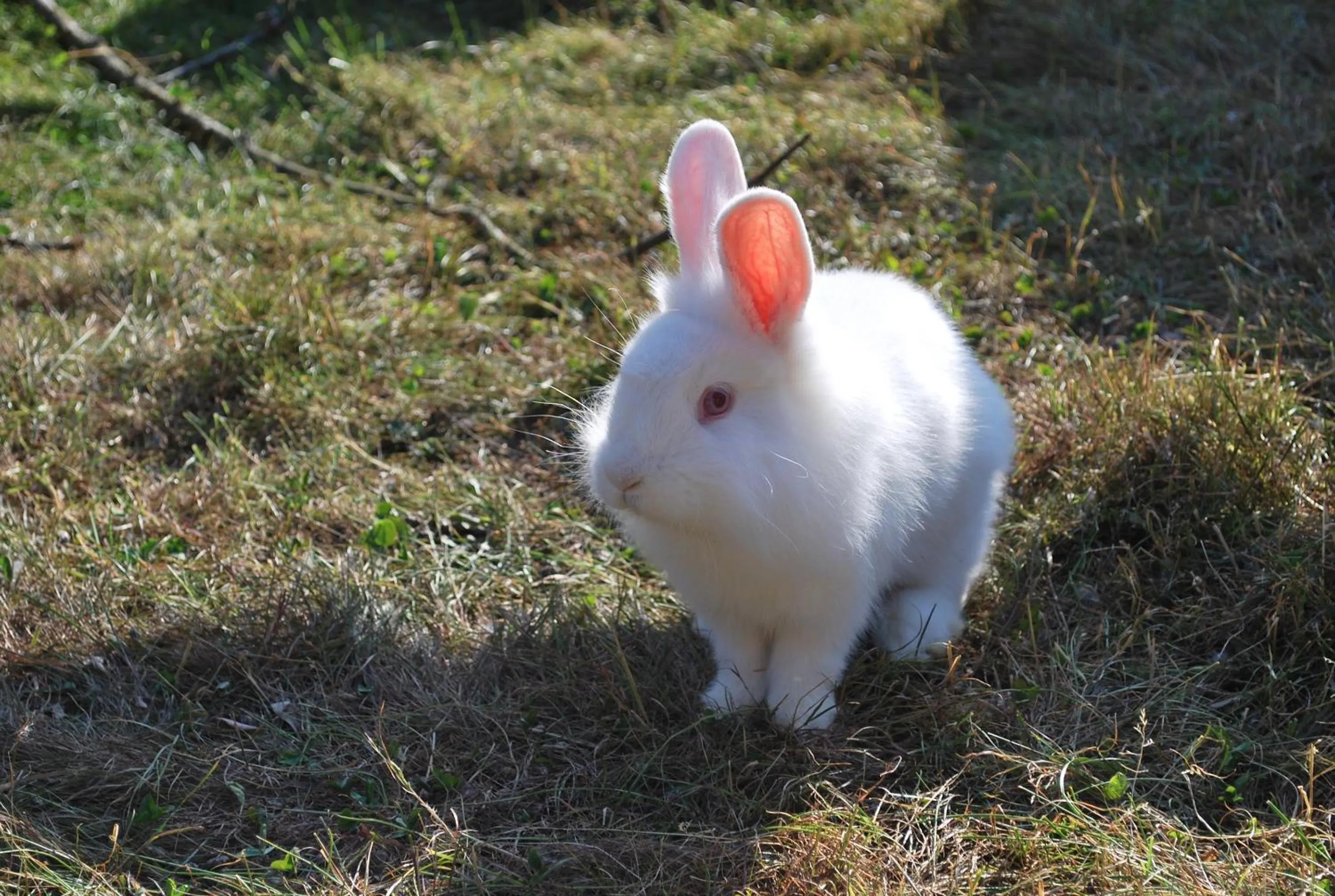 Animals in Ölmühle Eberstedt