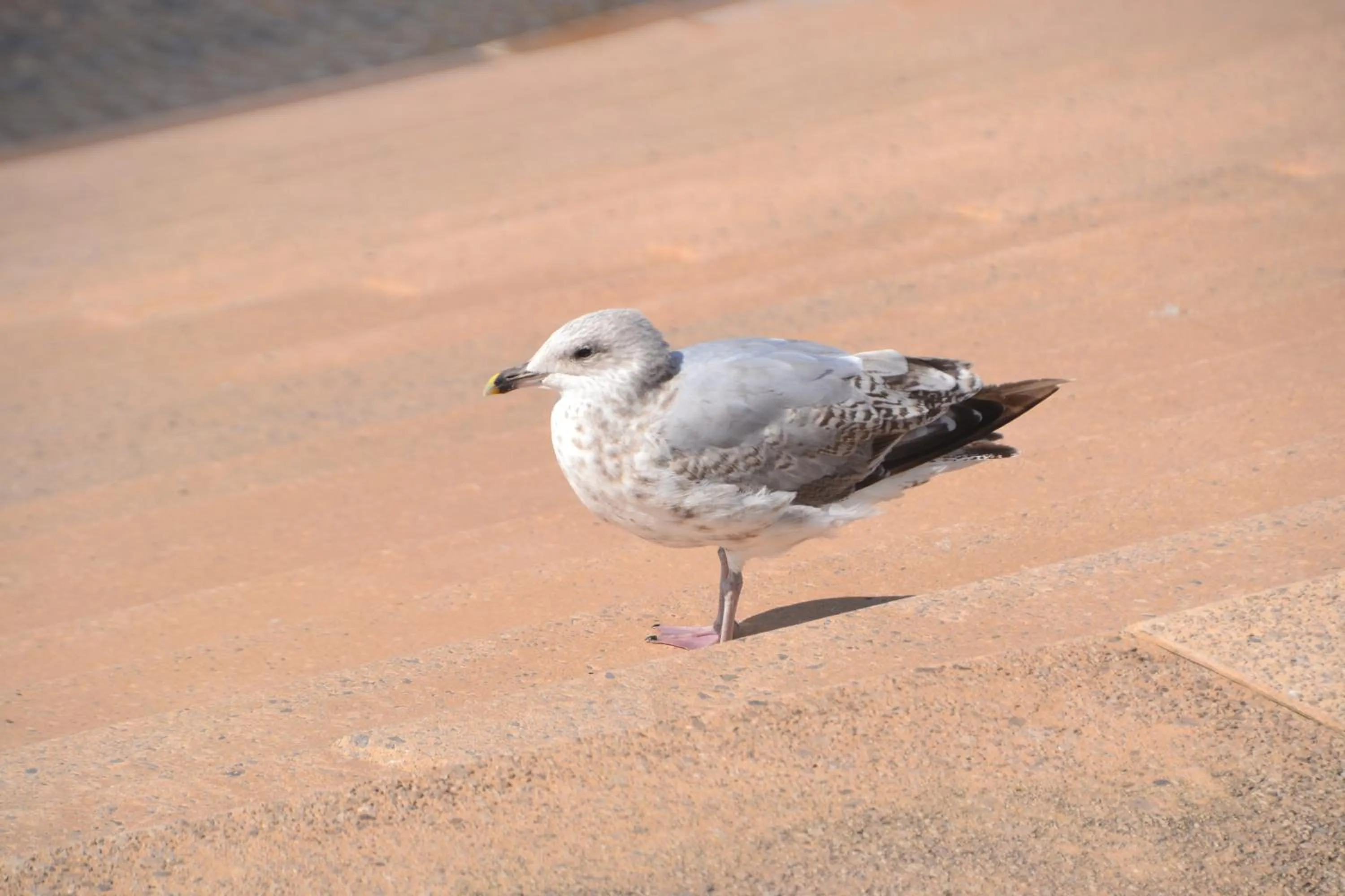 Off site in Camelot Seafront Hotel