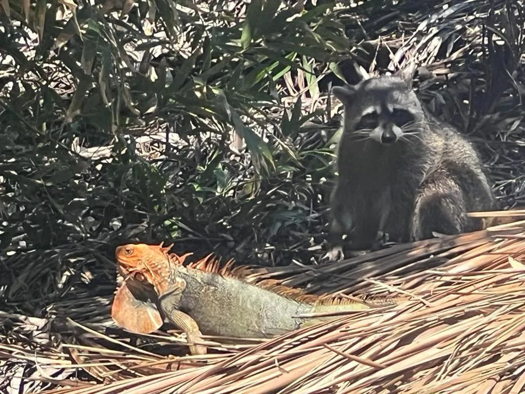 Garden in Hotel Clandestino beach resort