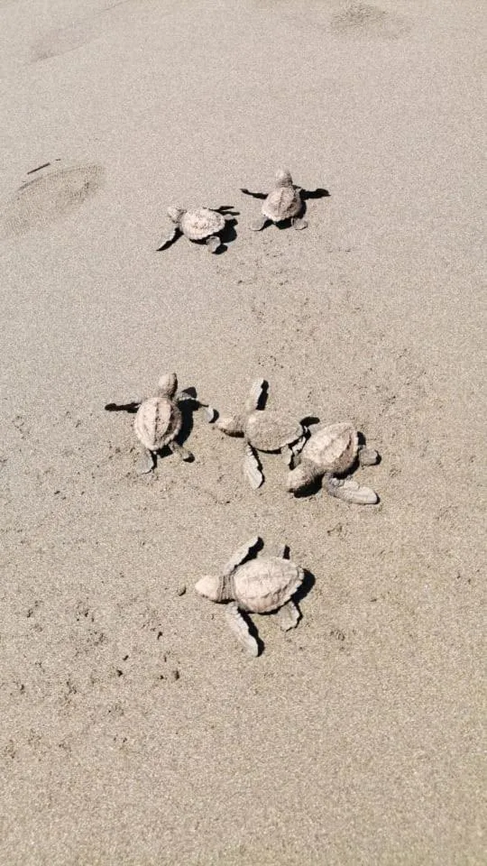 Beach in Hotel Clandestino beach resort
