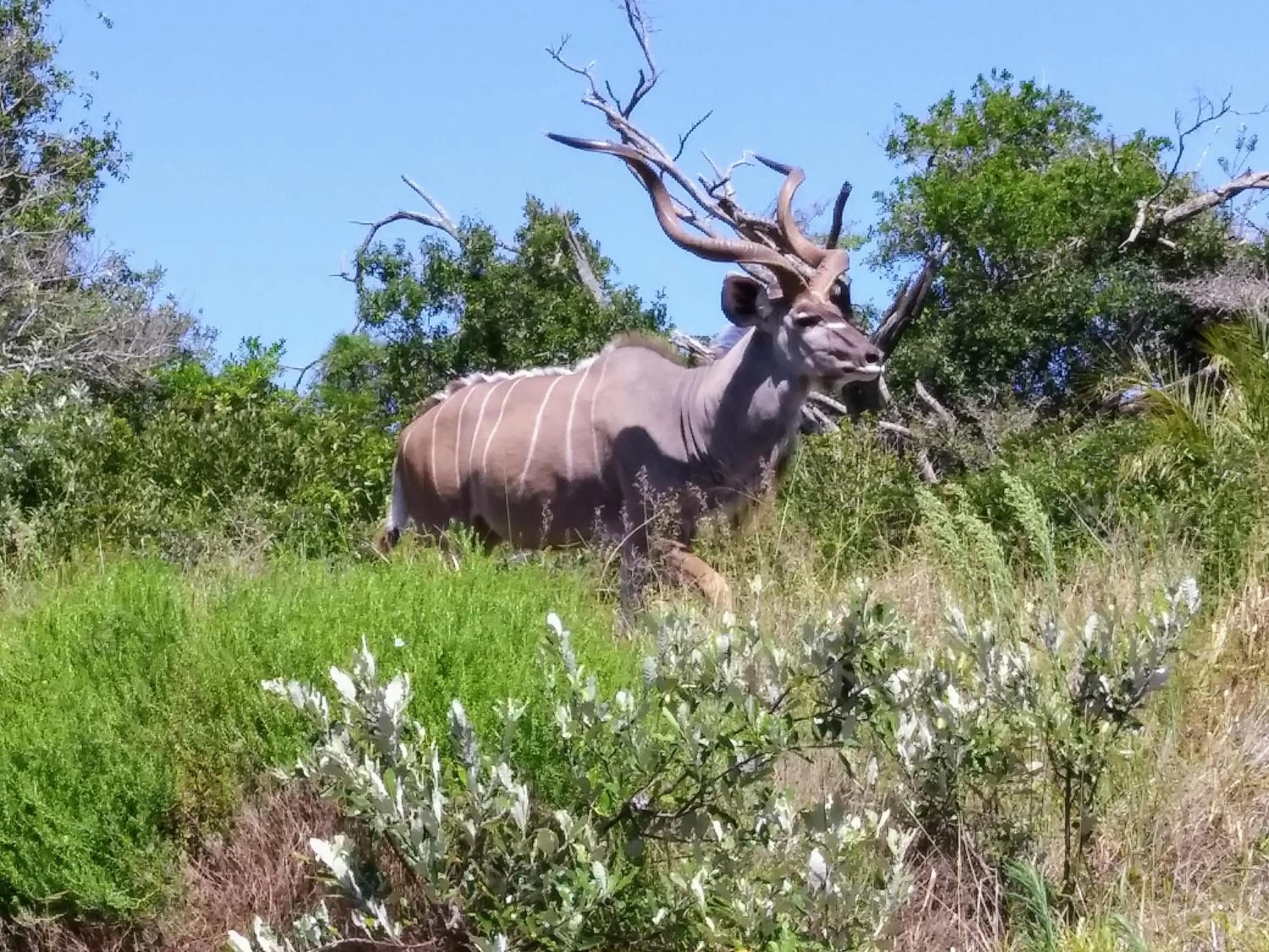 Animals in St Lucia Kingfisher Lodge