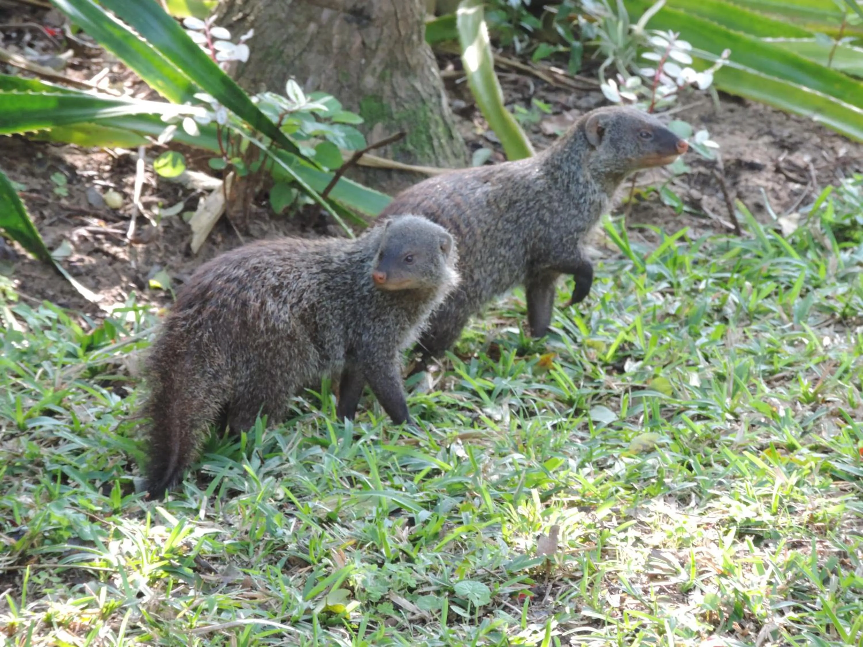 Animals in St Lucia Kingfisher Lodge