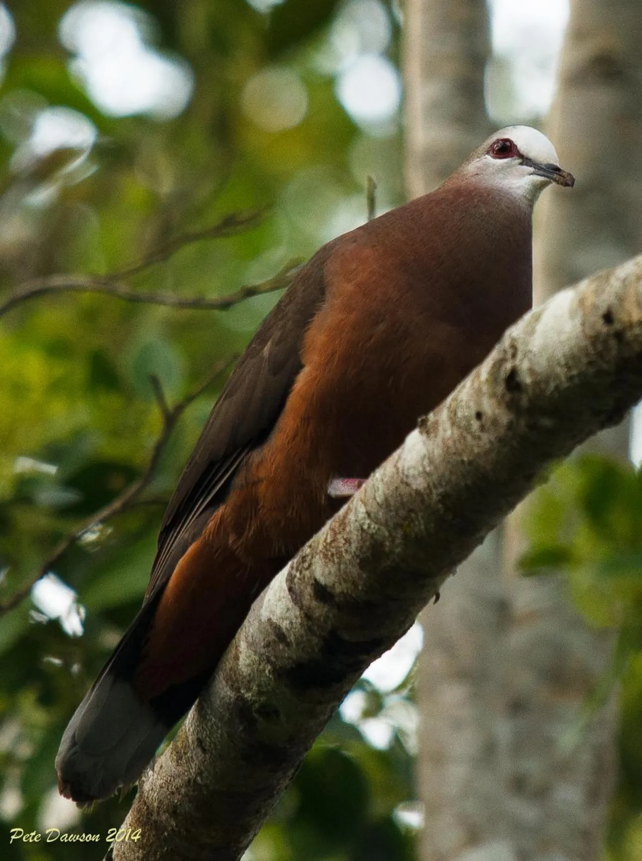 Garden in St Lucia Kingfisher Lodge