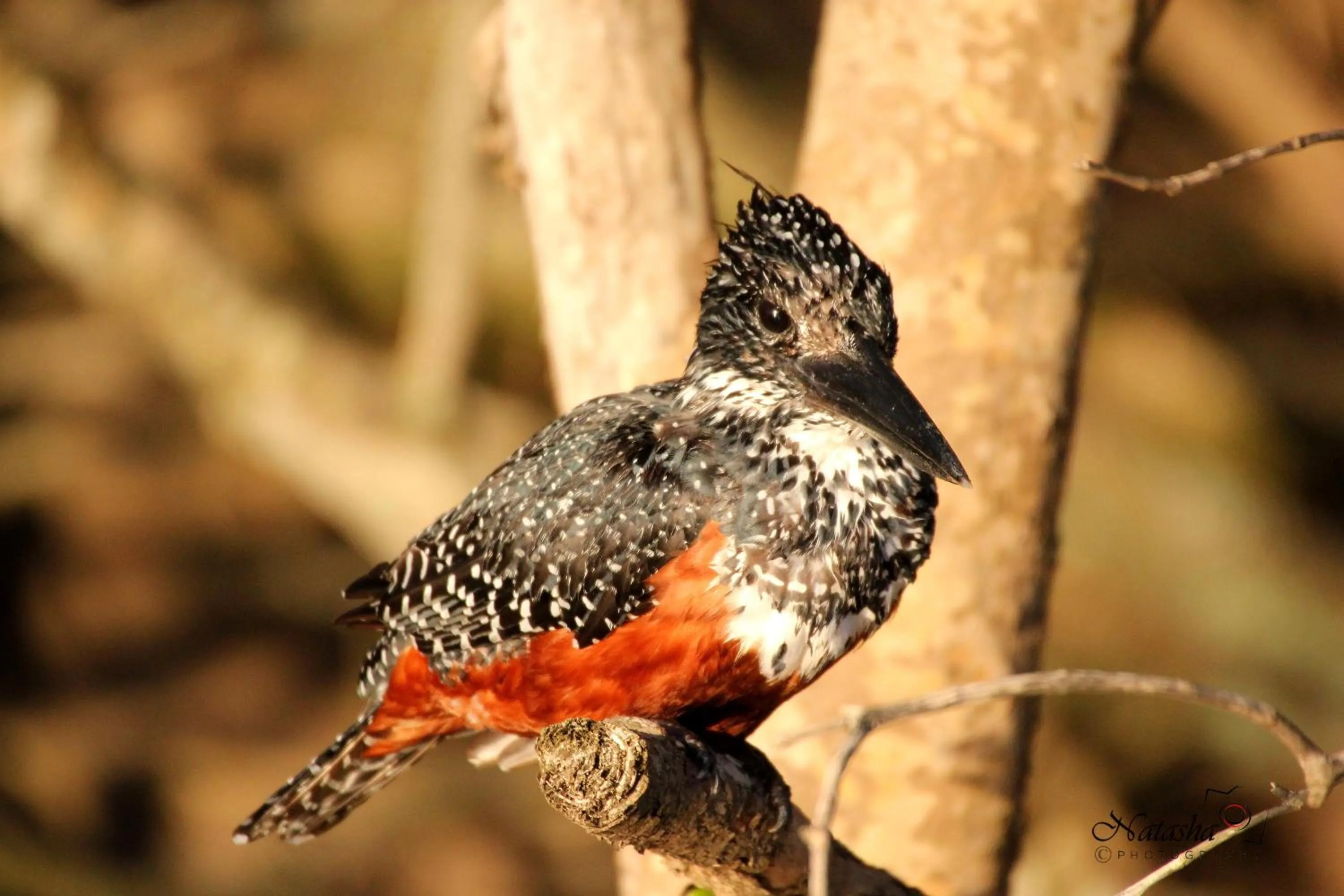 Animals in St Lucia Kingfisher Lodge