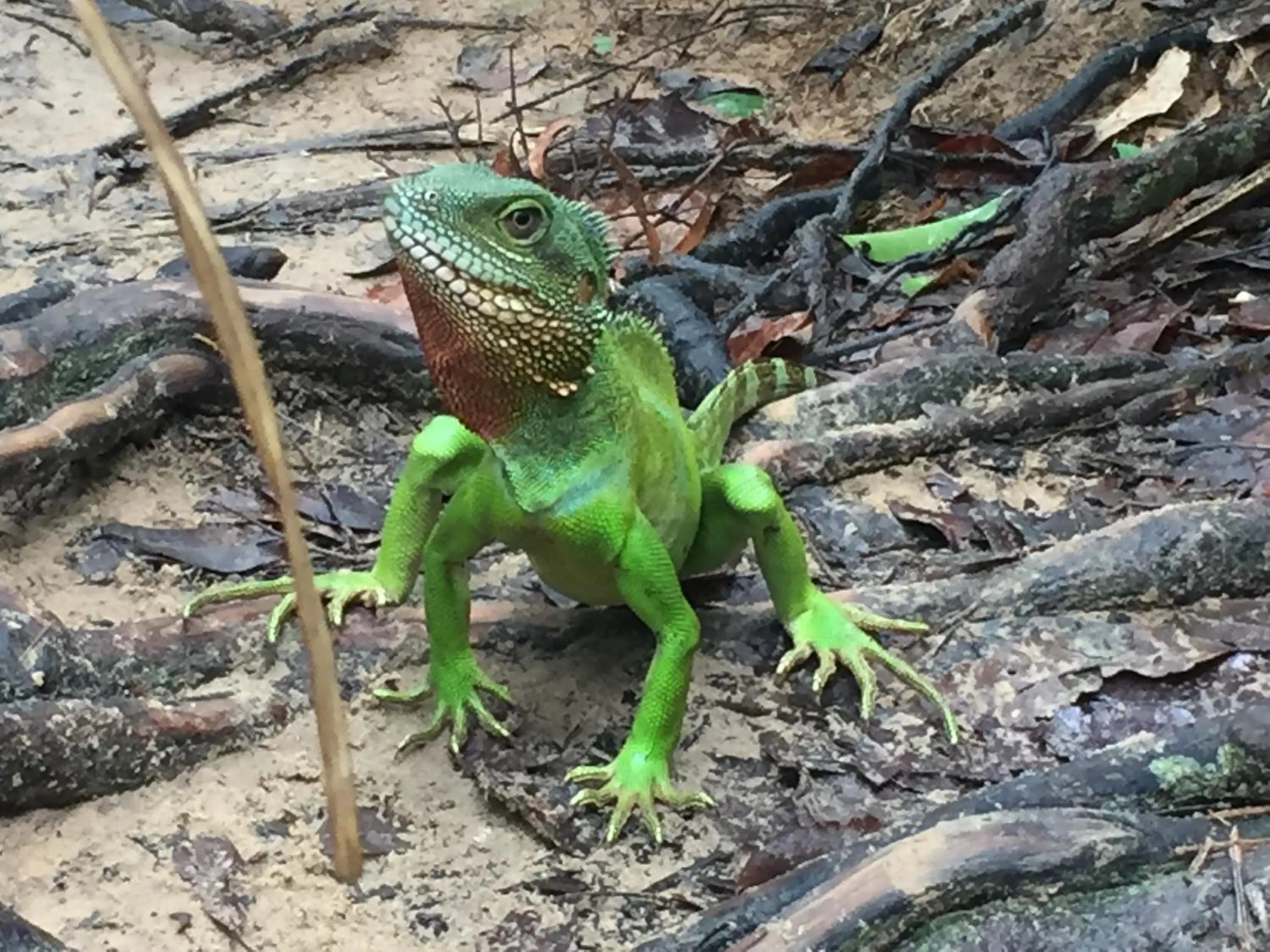 Animals in Robinson Bungalows