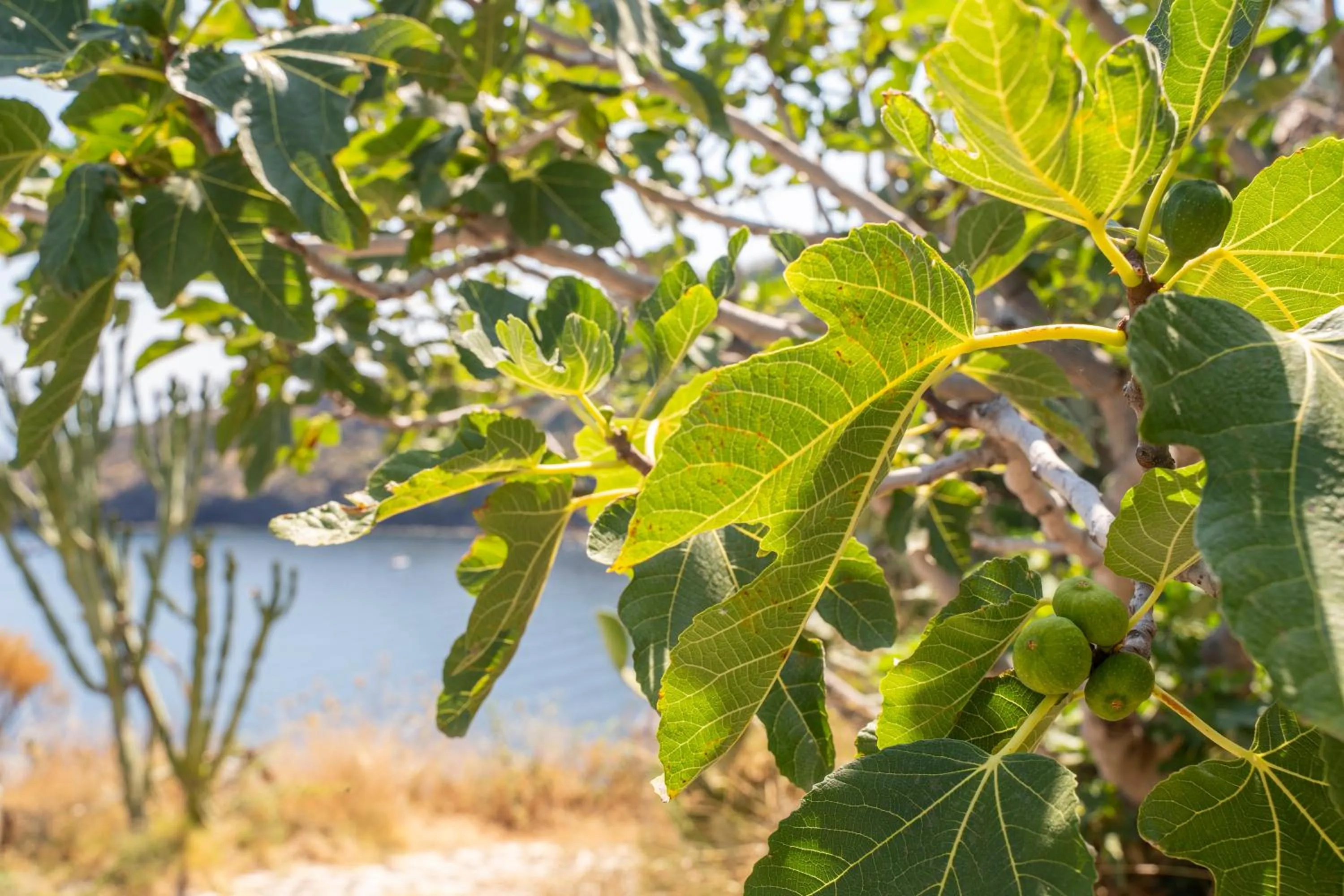 Garden in Borgo del Cannitello Romantic Boutique Resort
