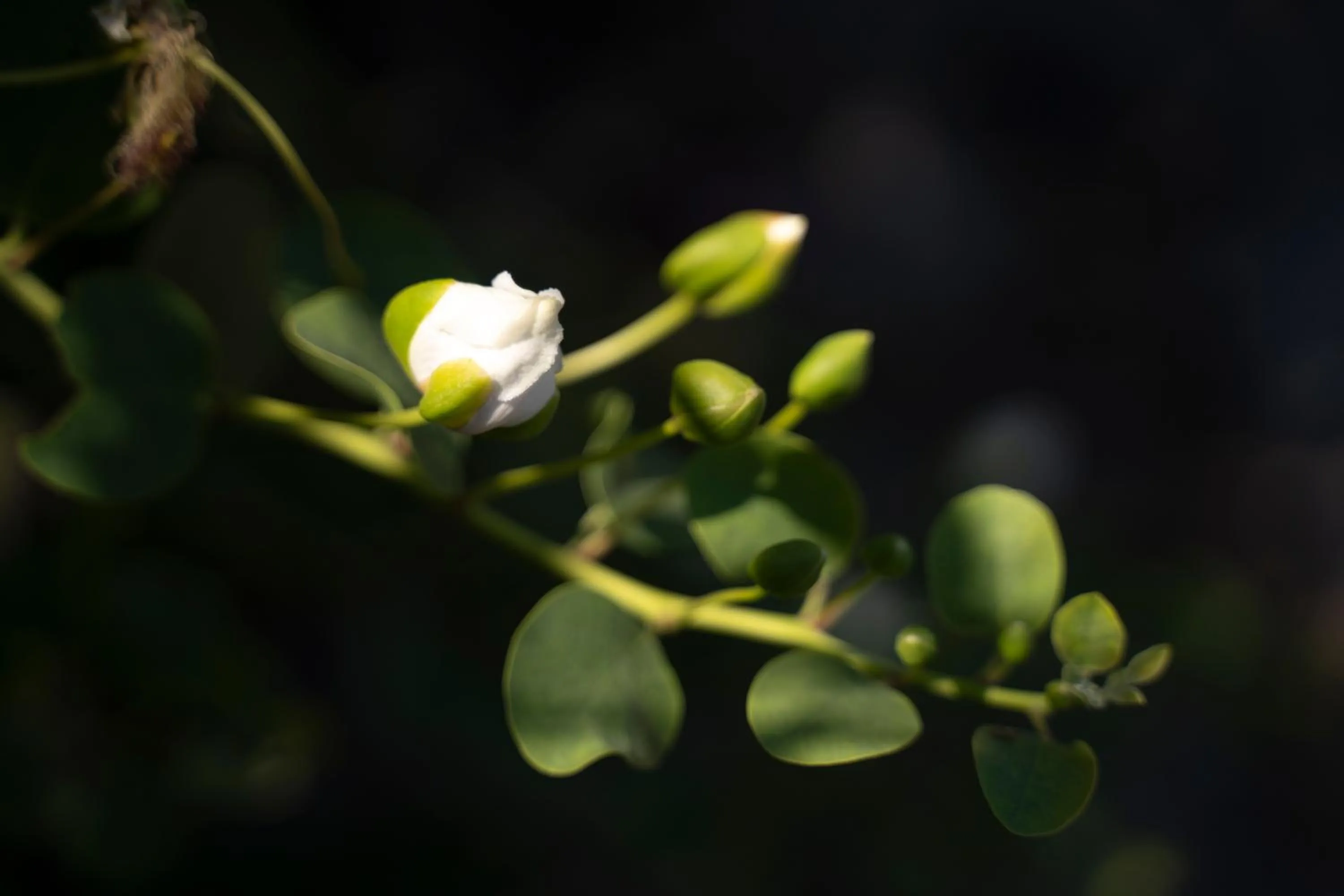 Garden in Borgo del Cannitello Romantic Boutique Resort