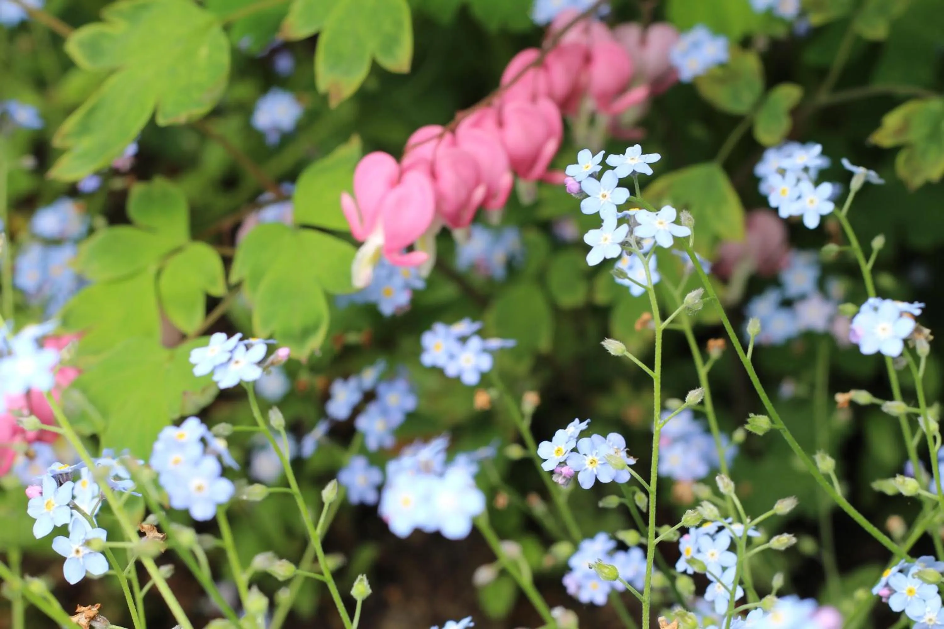 Natural landscape in Langs Wirtshaus