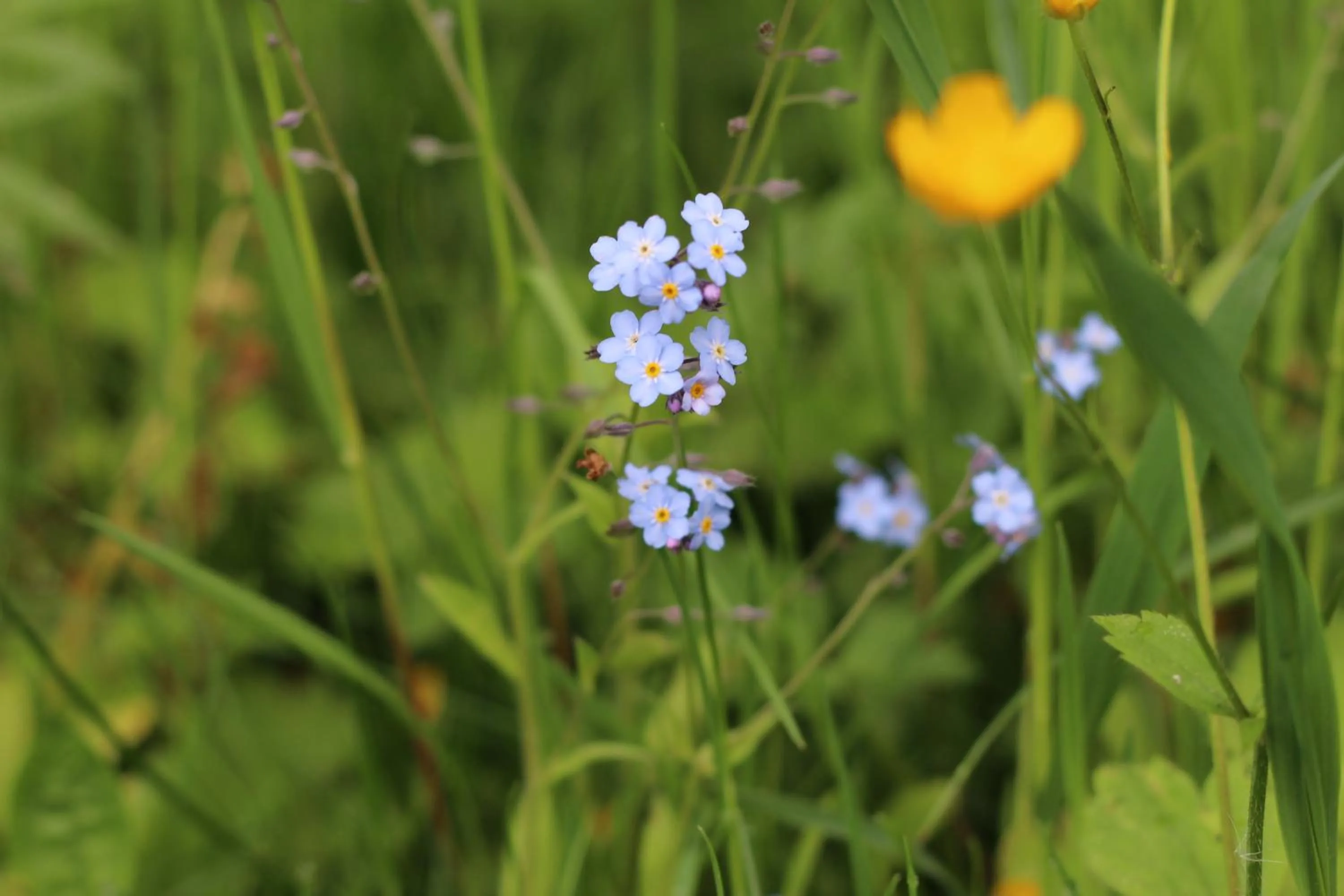 Natural landscape in Langs Wirtshaus