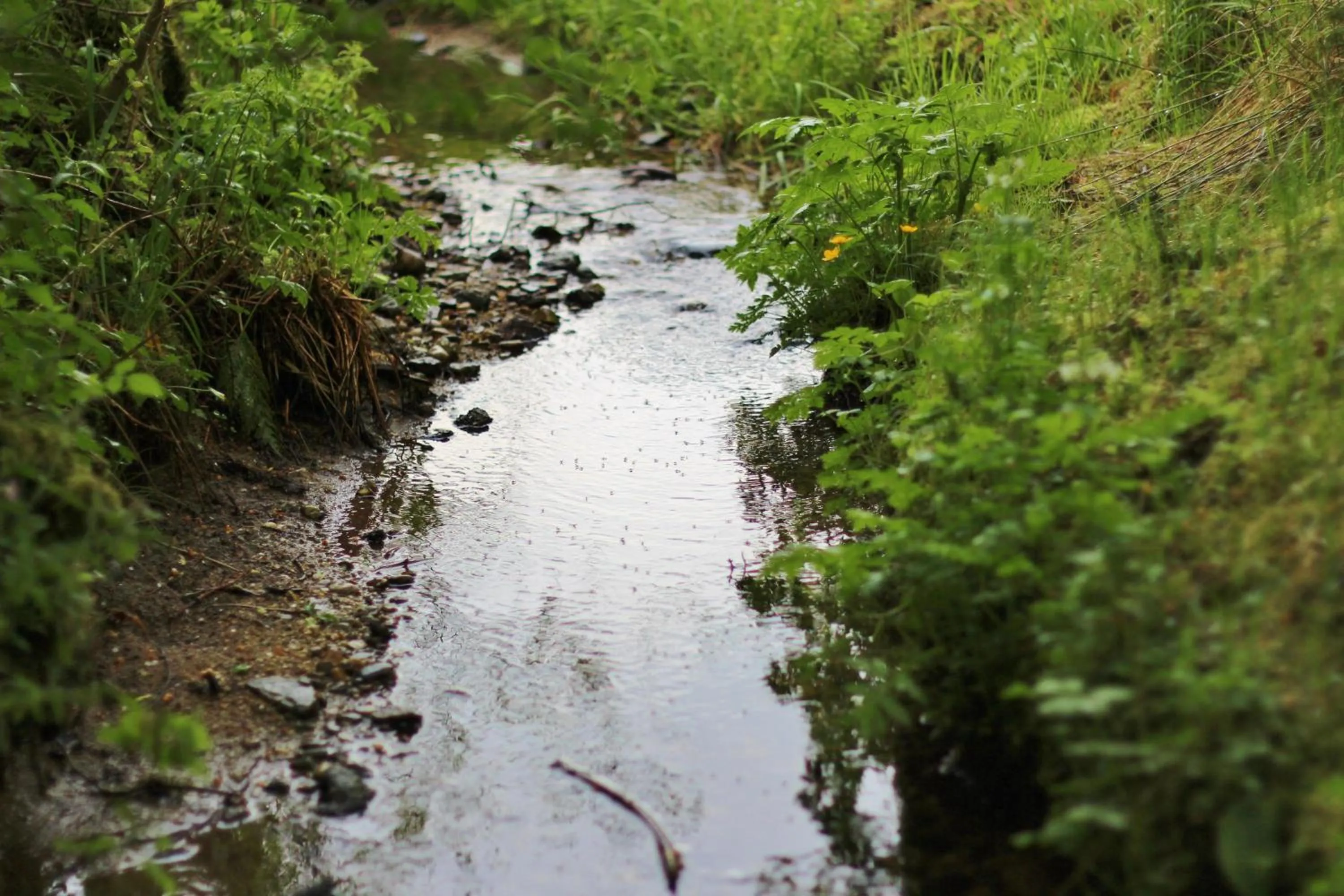 Natural landscape in Langs Wirtshaus