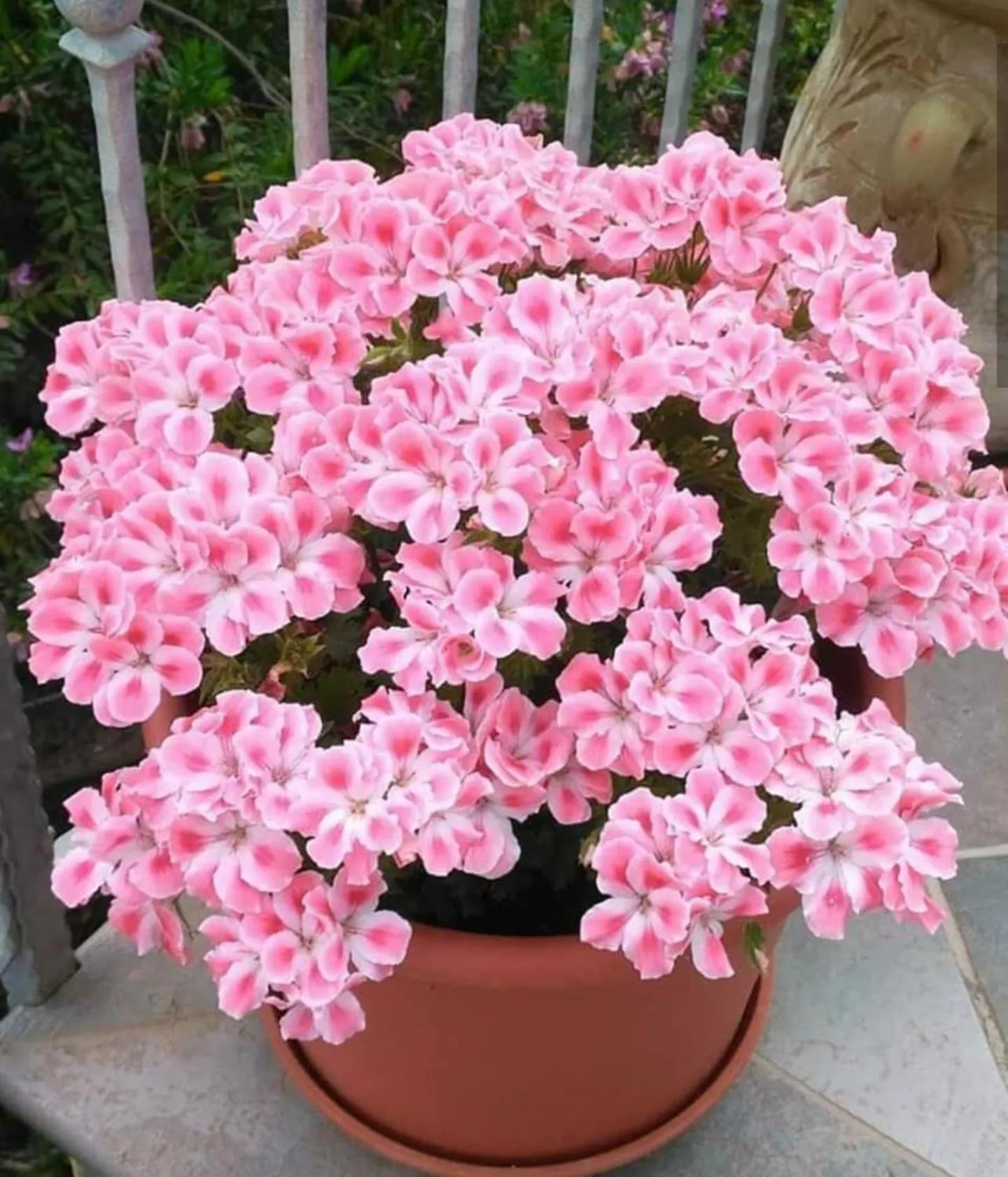 Garden in Antica Isola