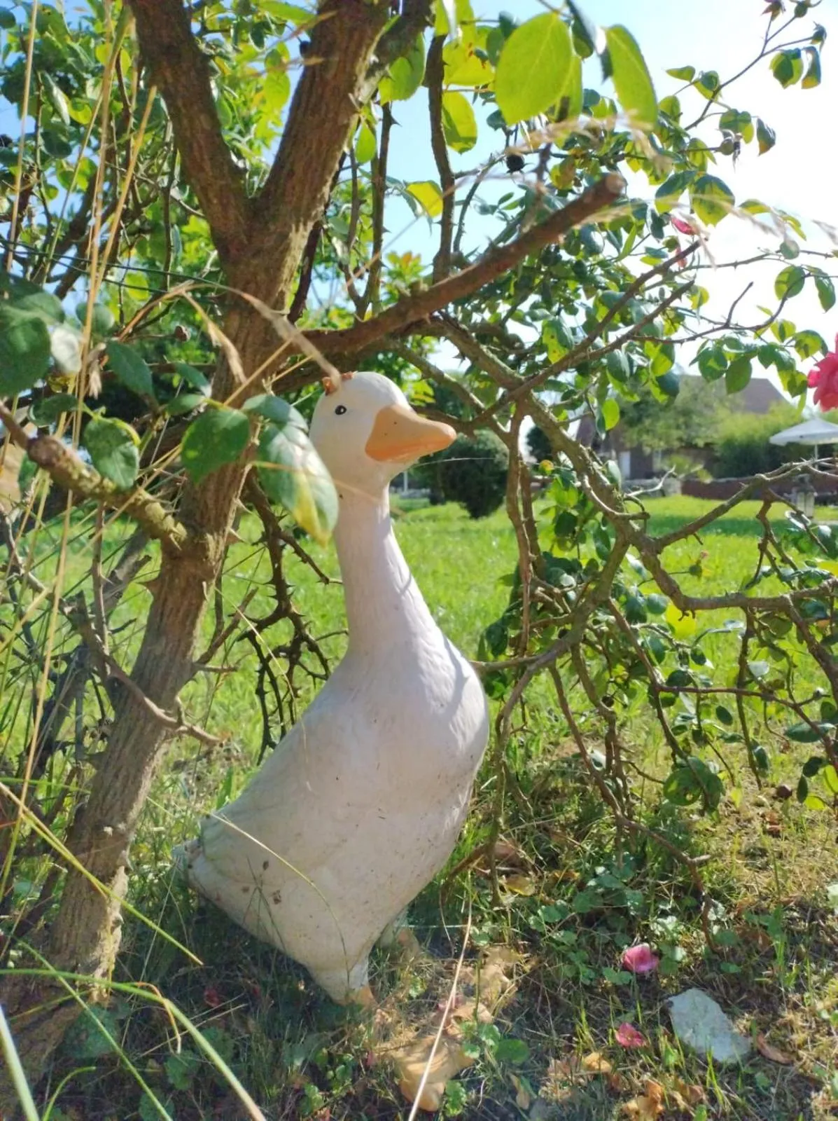 Sommer Residence Hotel&Spa