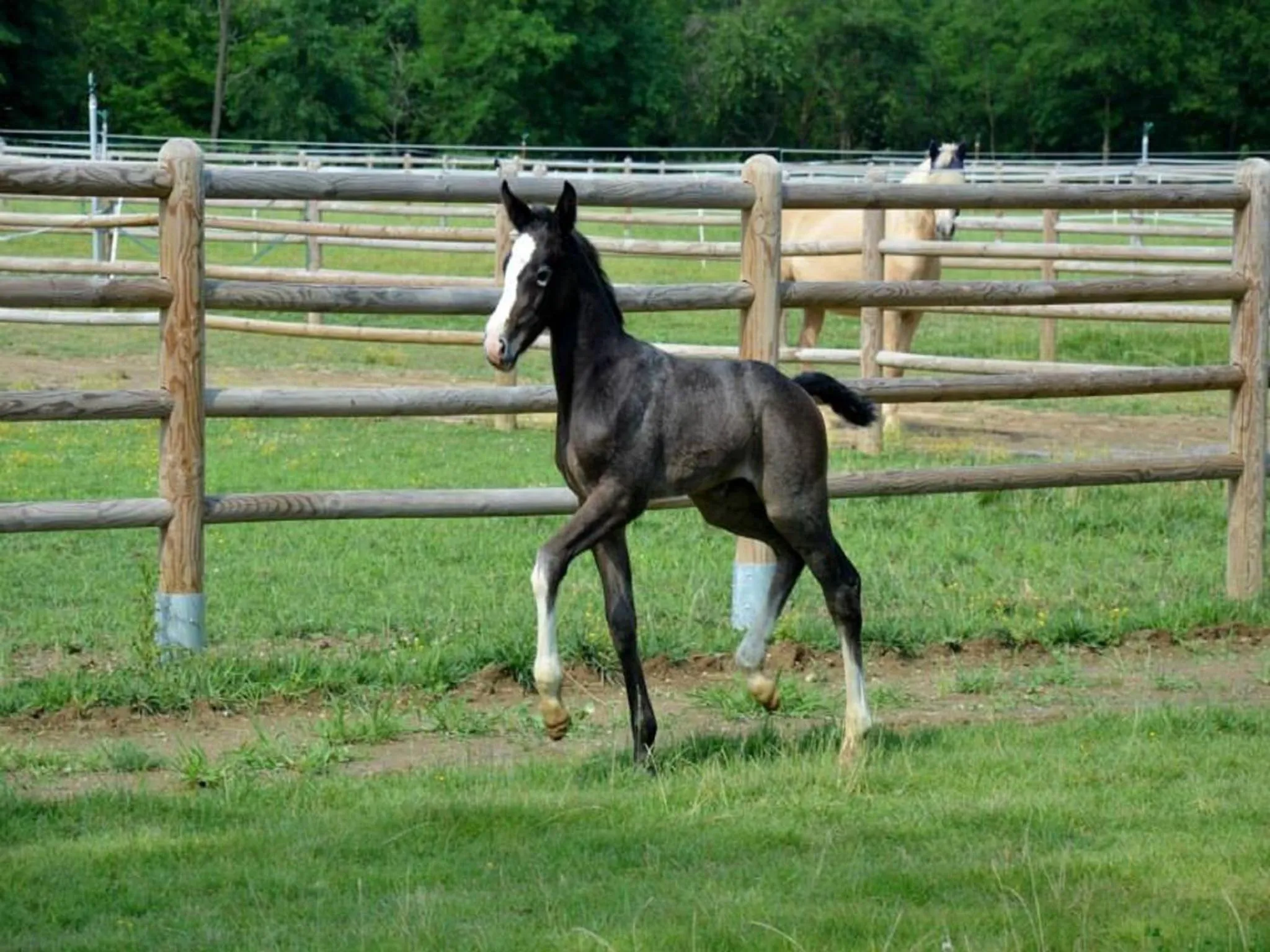 Animals in Agriturismo Il Boschetto