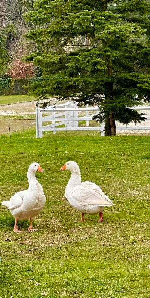 Agriturismo Il Boschetto