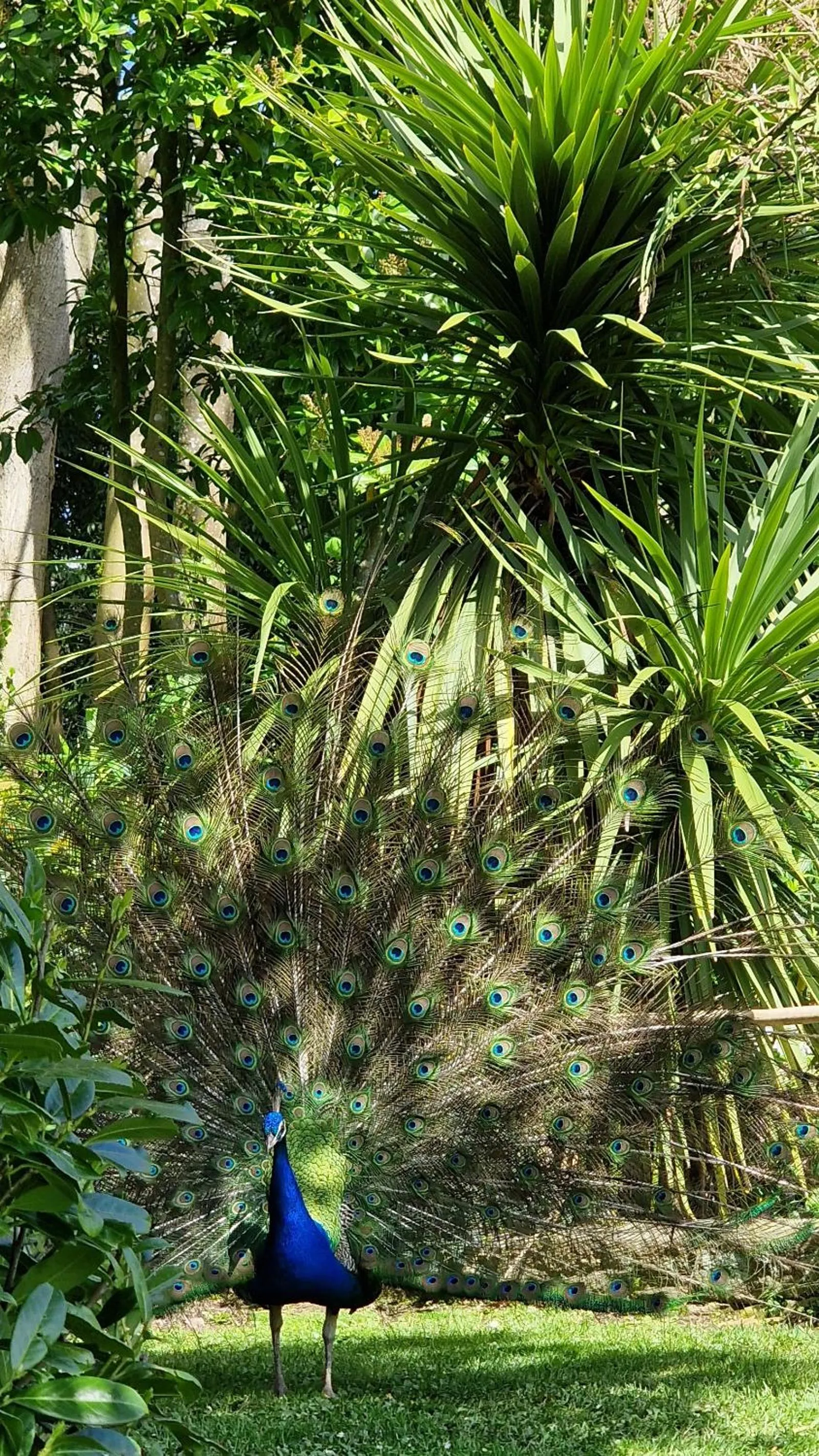 Garden in Château de Chantore