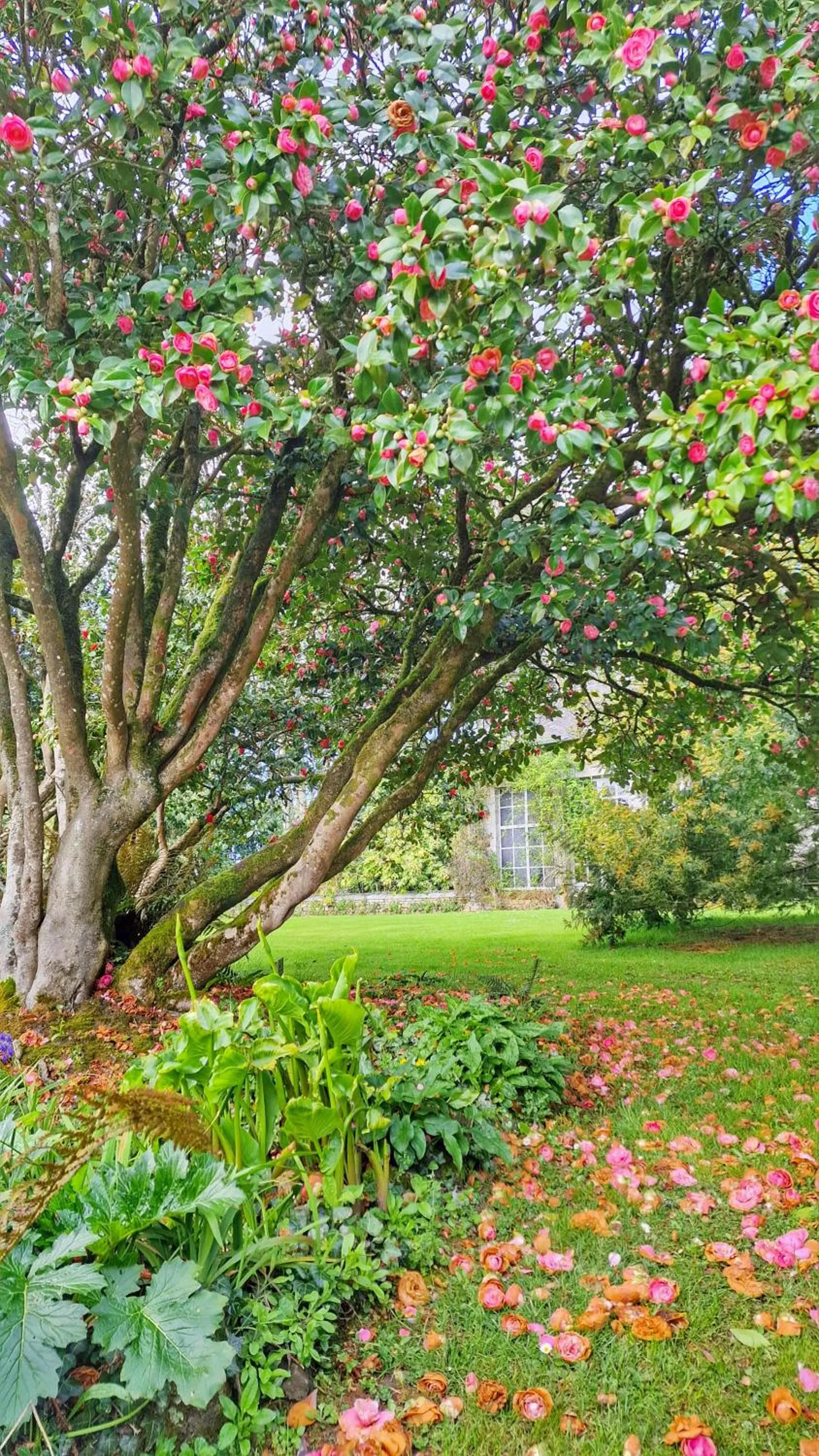 Garden in Château de Chantore