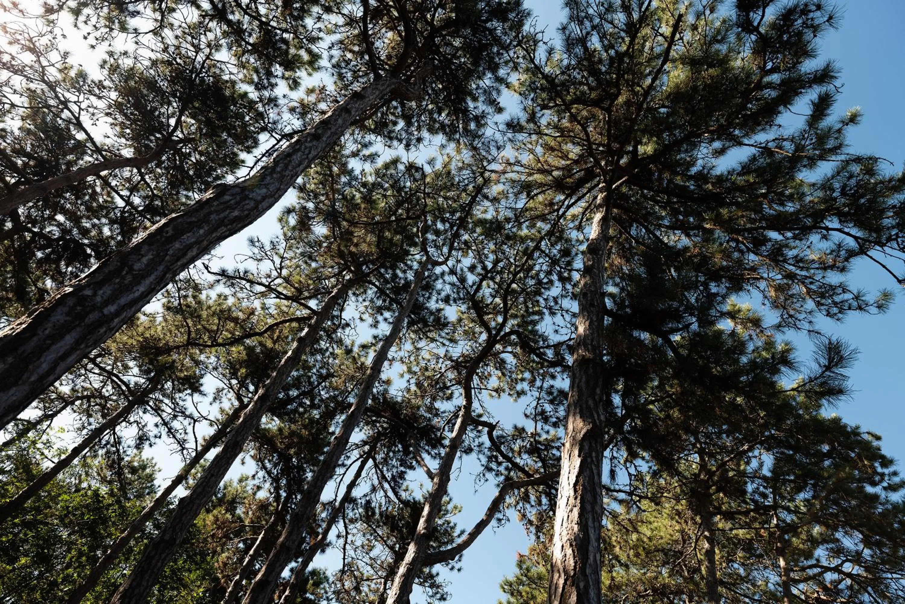 Natural landscape in Green Village Eco Resort