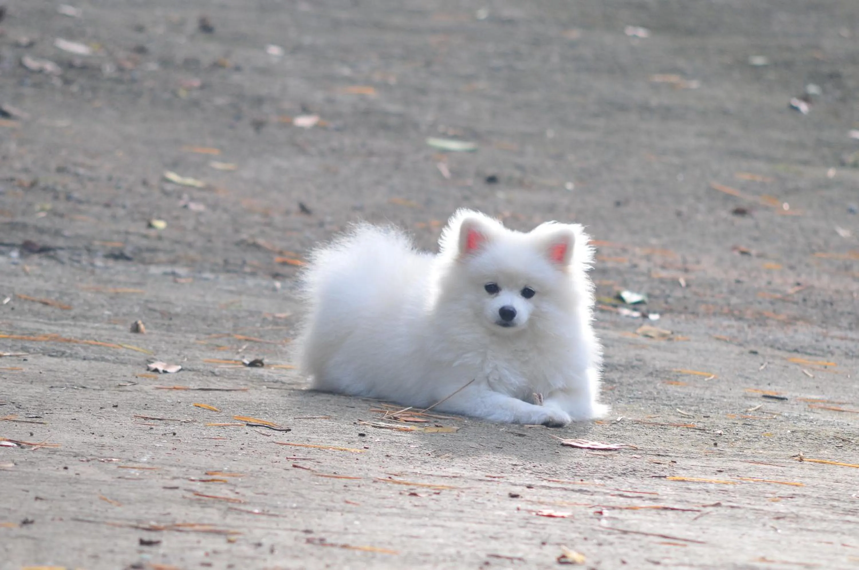 Pets in Hua Hin Home Hill