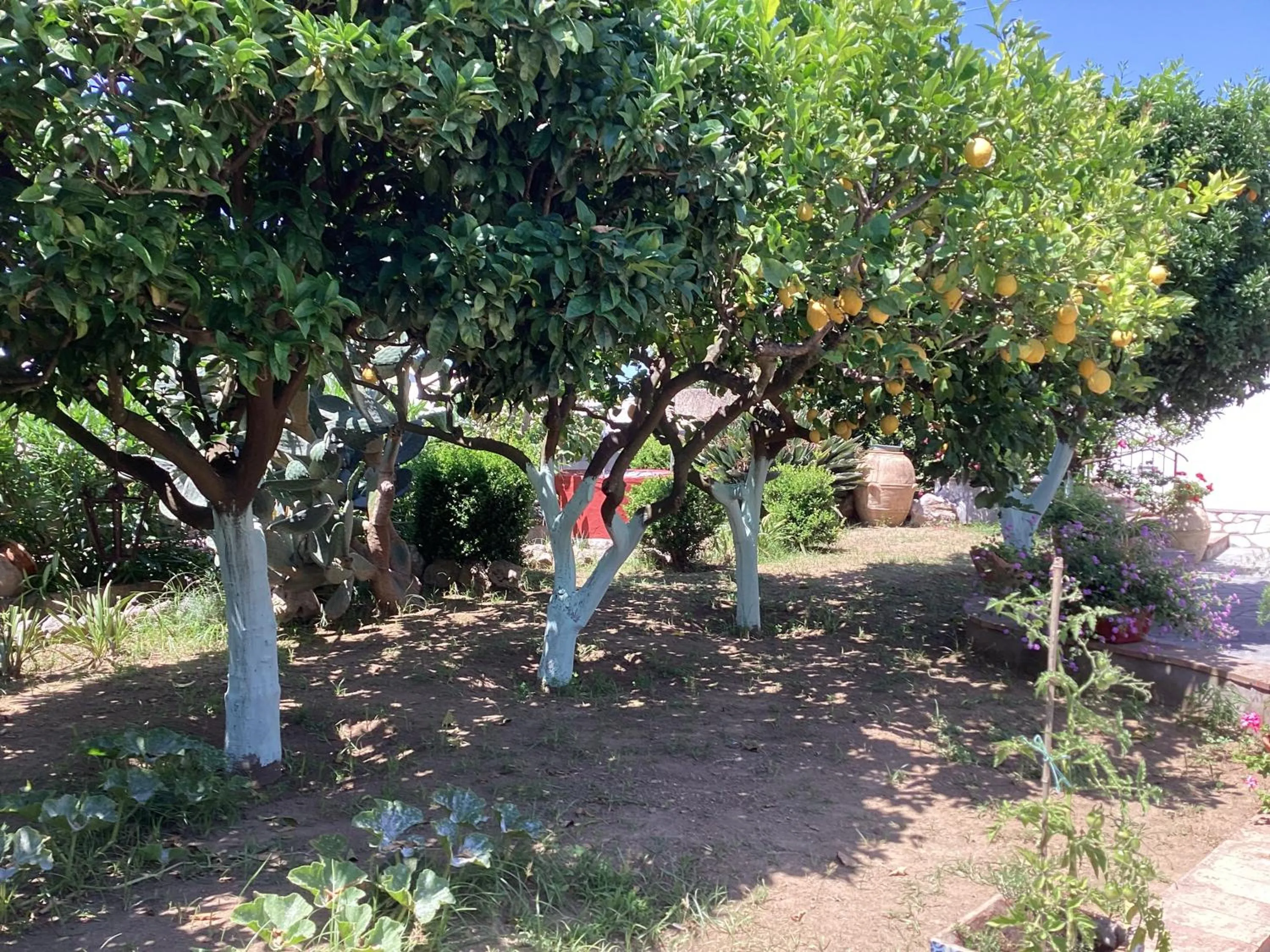 Garden in Casetta Minghitto Relaxing rooms in Capri