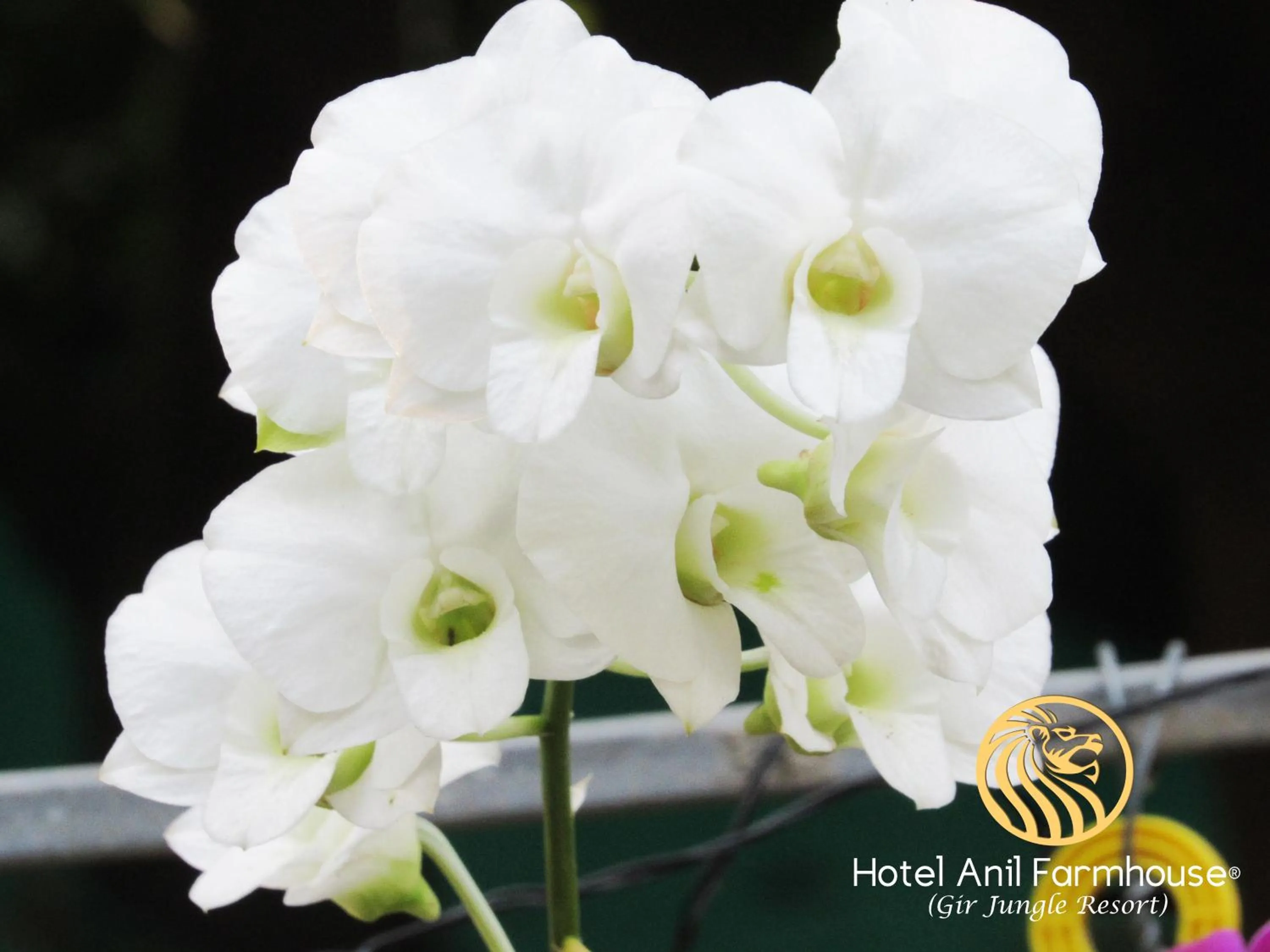 Natural landscape in Anil Farms Gir Jungle Resort