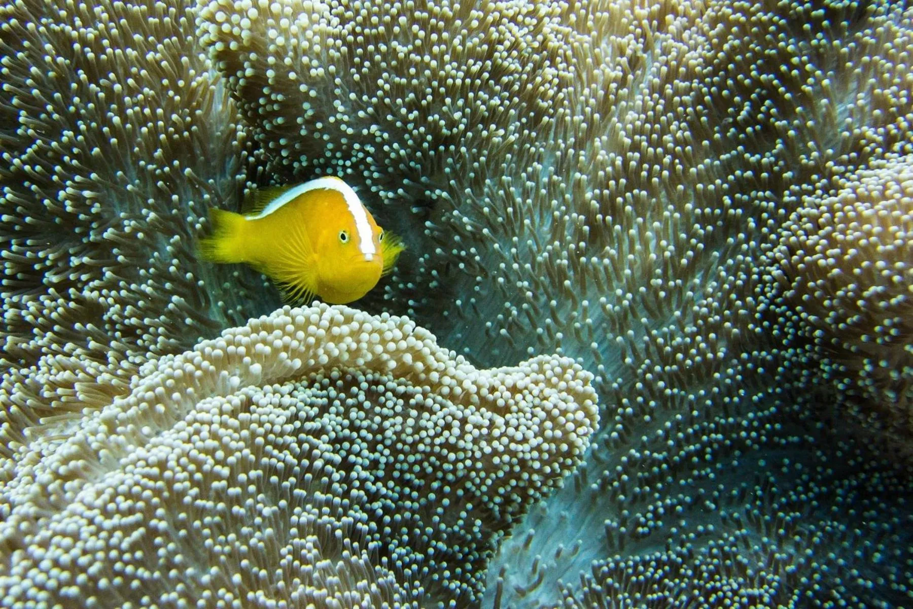 Snorkeling in Karimunjannah House