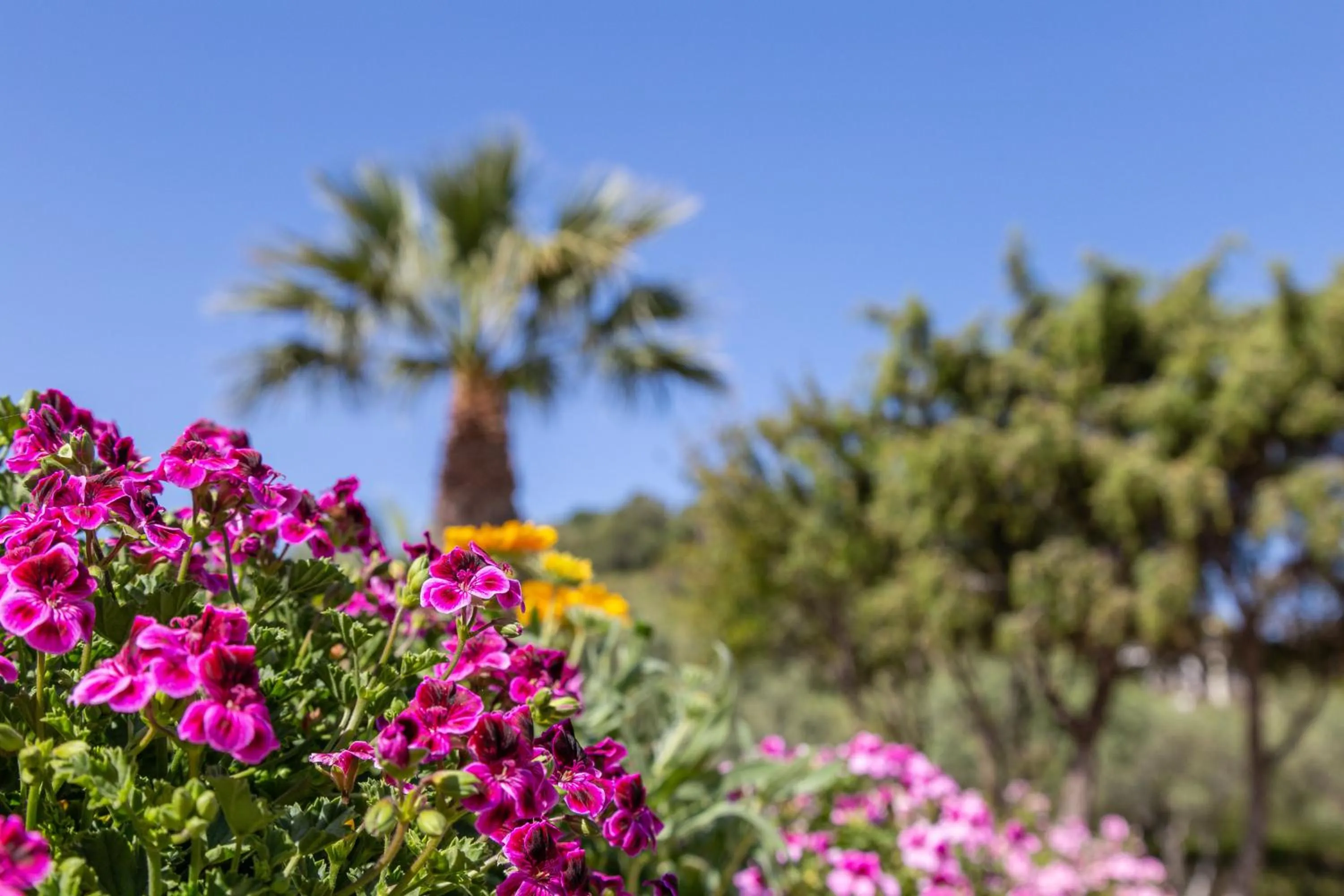 Garden in Hotel Genna 'e Masoni