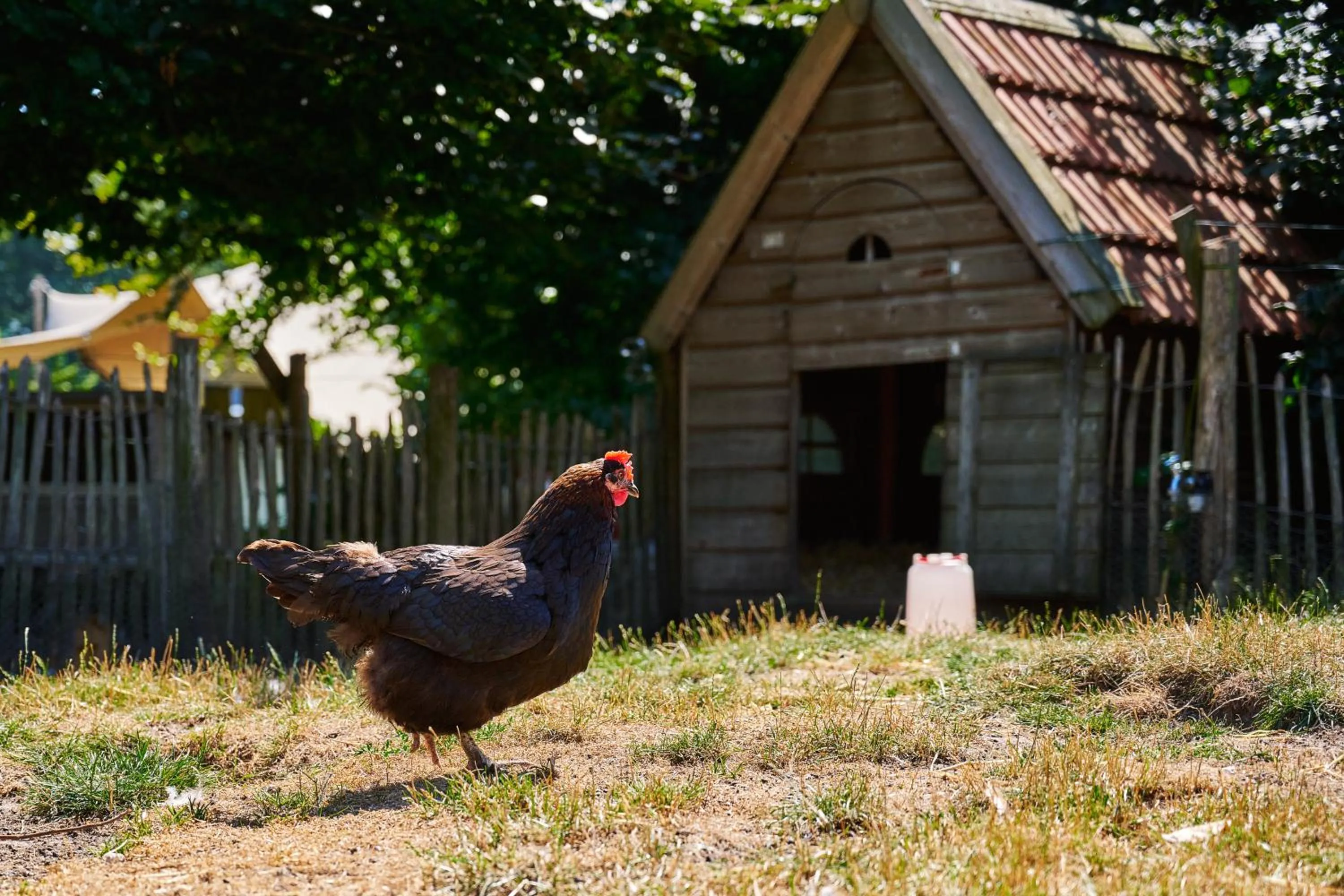 Pets in Sandberghe - Een plek om te verdwalen