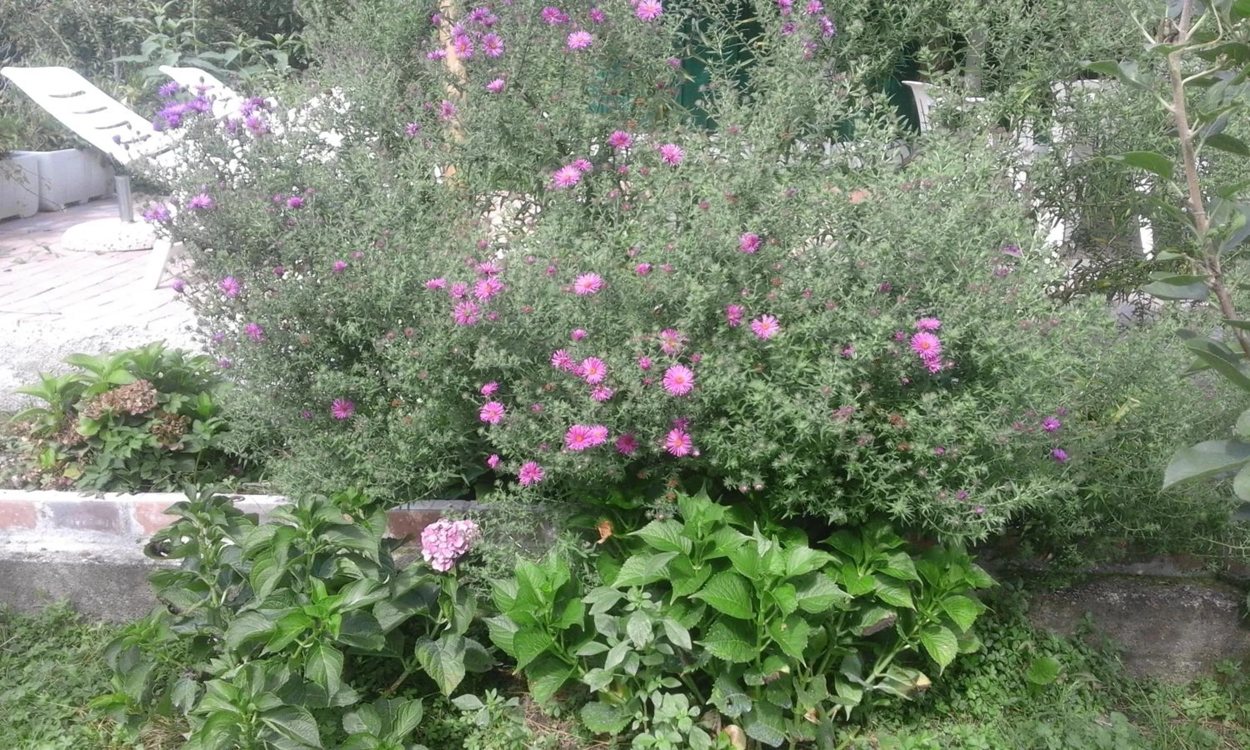 Garden in B&B Alle Ortensie Blu