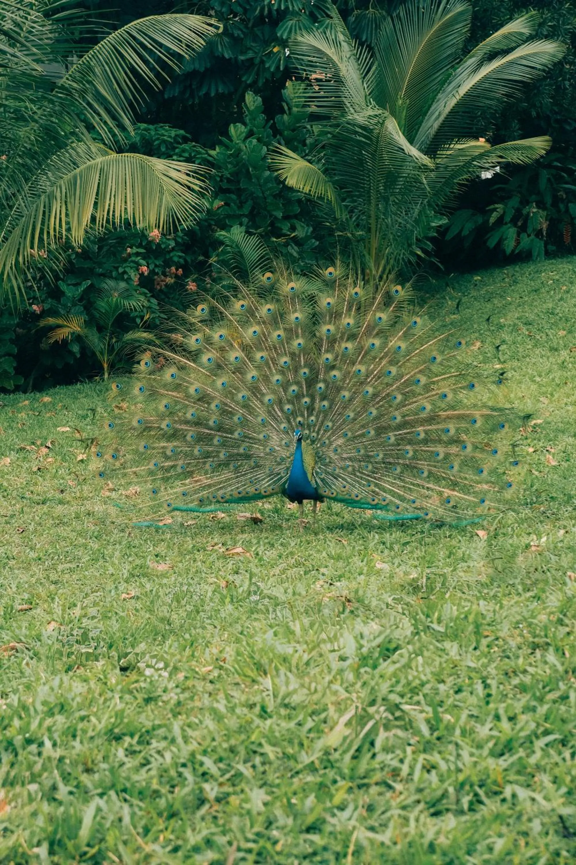 Garden in Raffles Sentosa Singapore