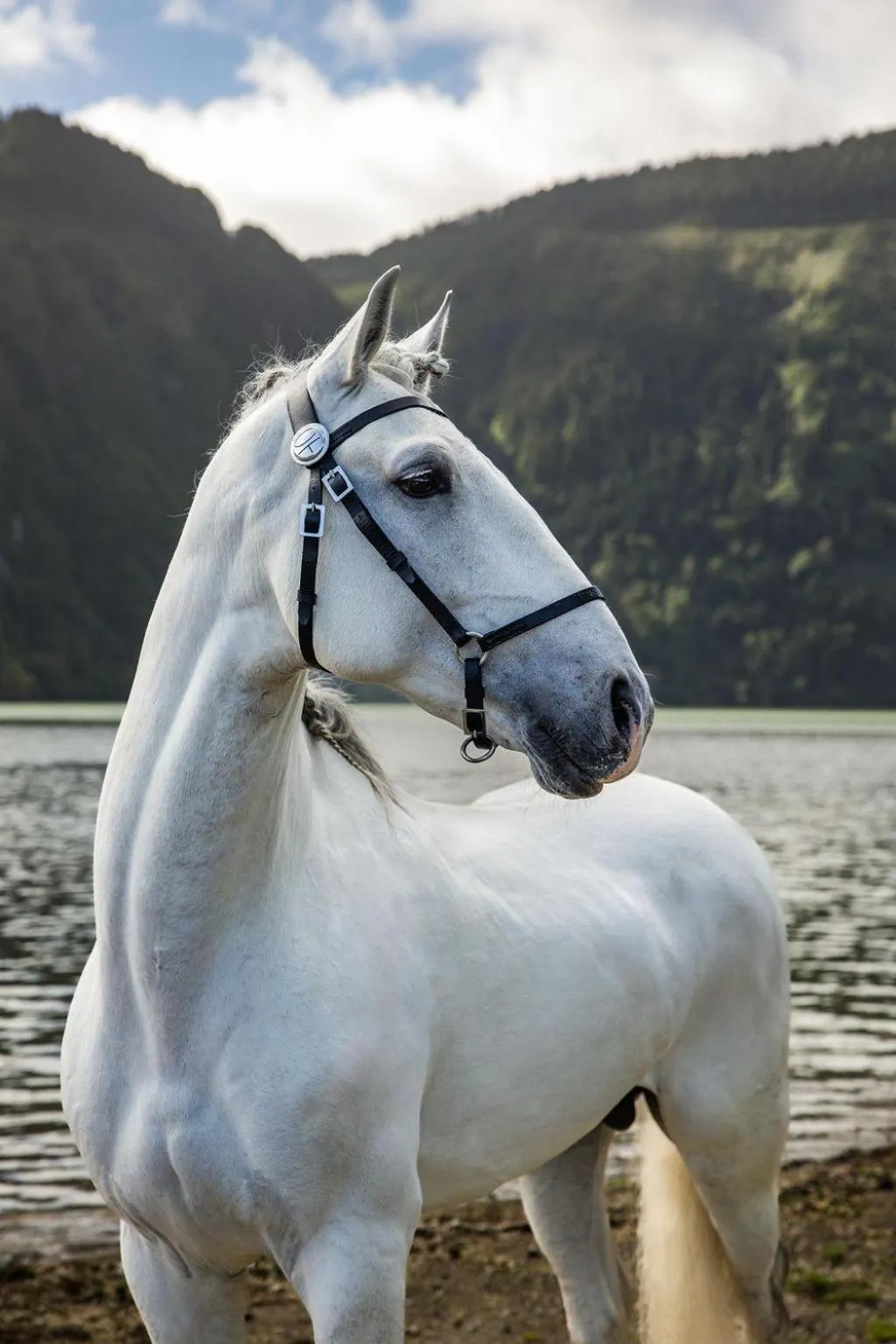 Horse-riding in Lusitano Garden Villas