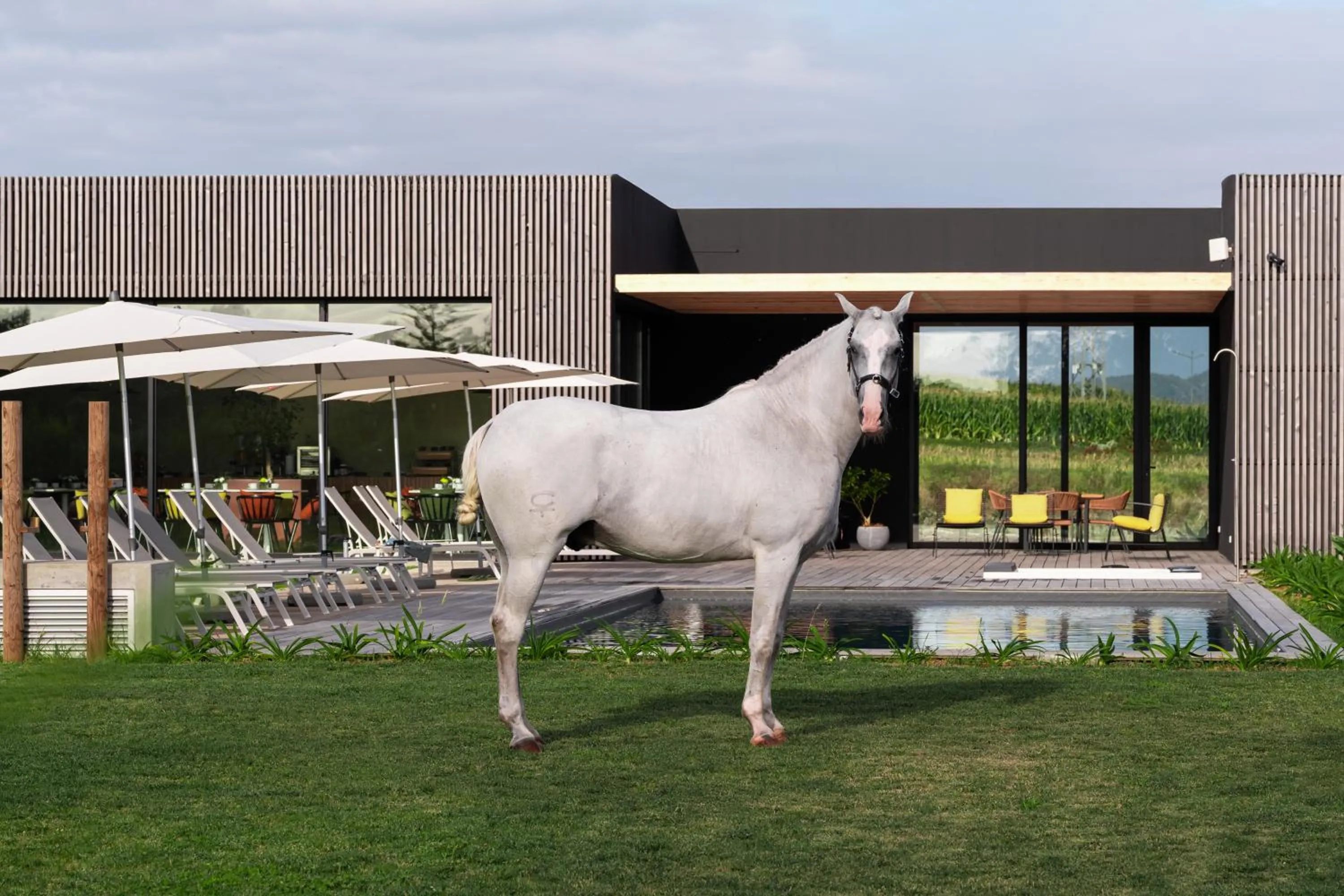 Horse-riding in Lusitano Garden Villas