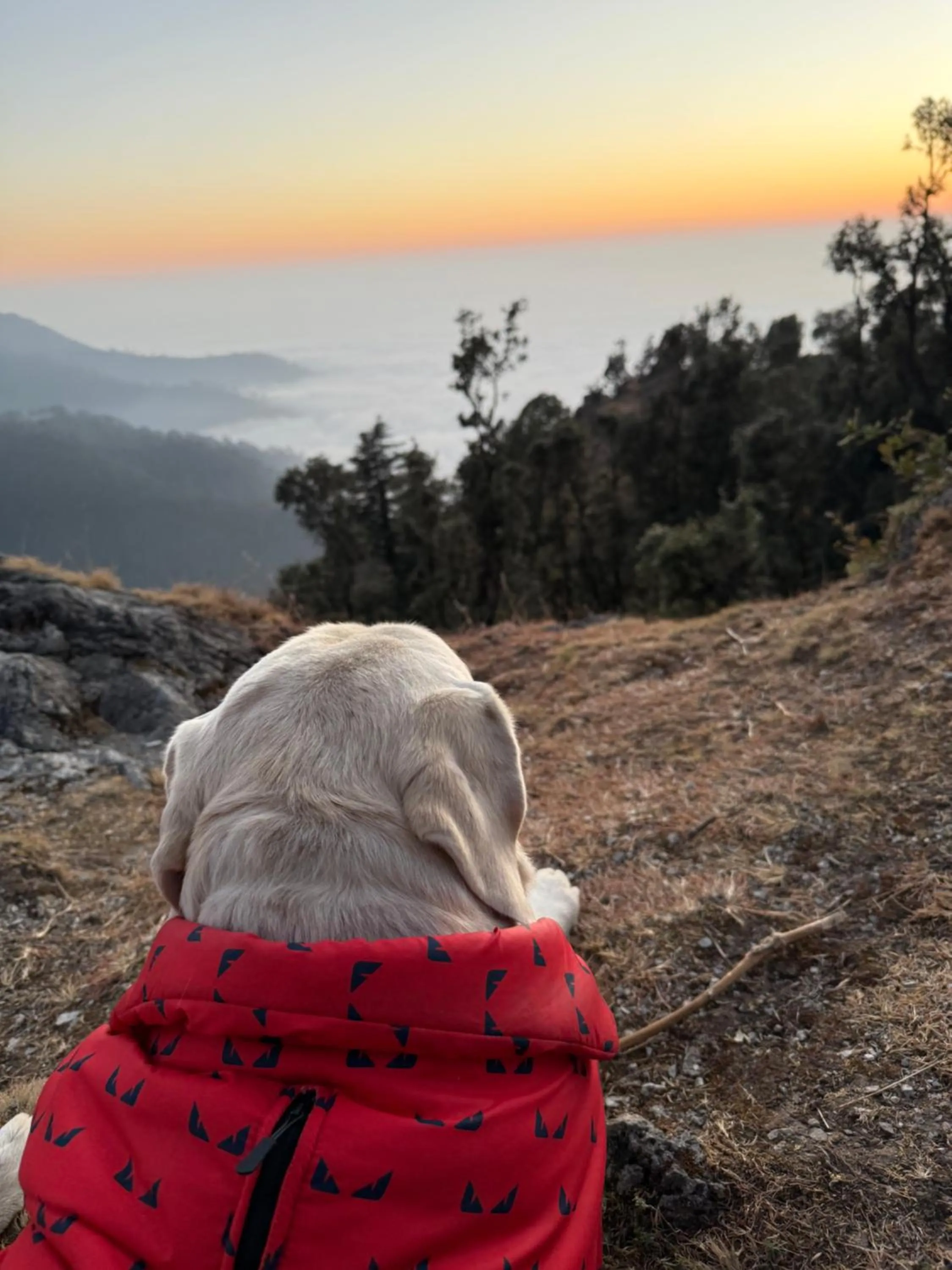 Pets in Echoes of the Himalayas