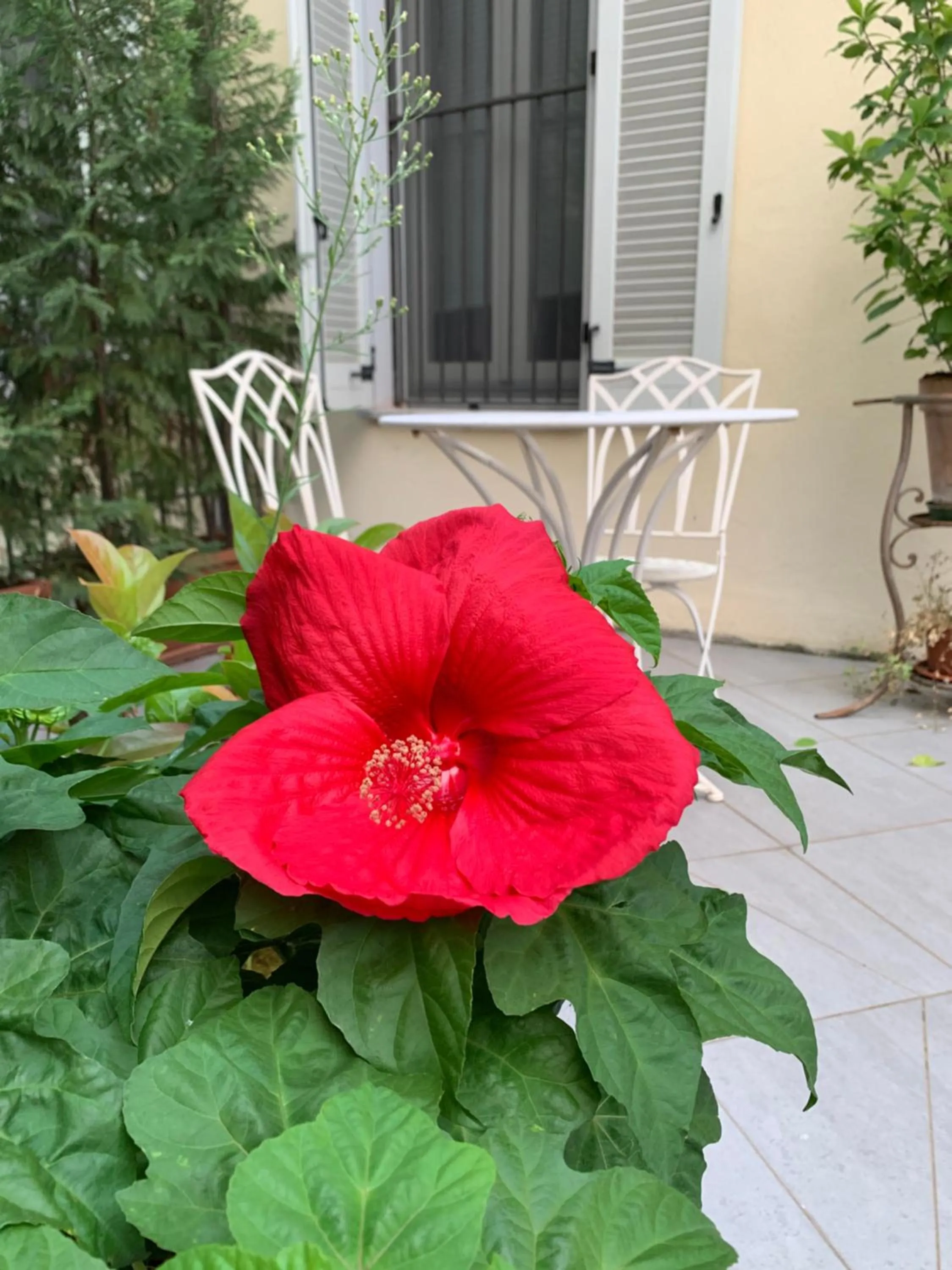 Balcony/Terrace in La Terrazza Vercelli Bed & Charme