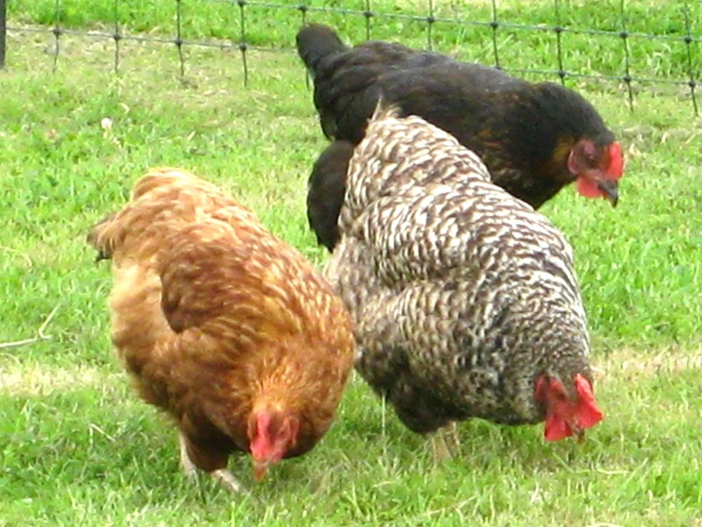 Animals in Kerswell Farmhouse