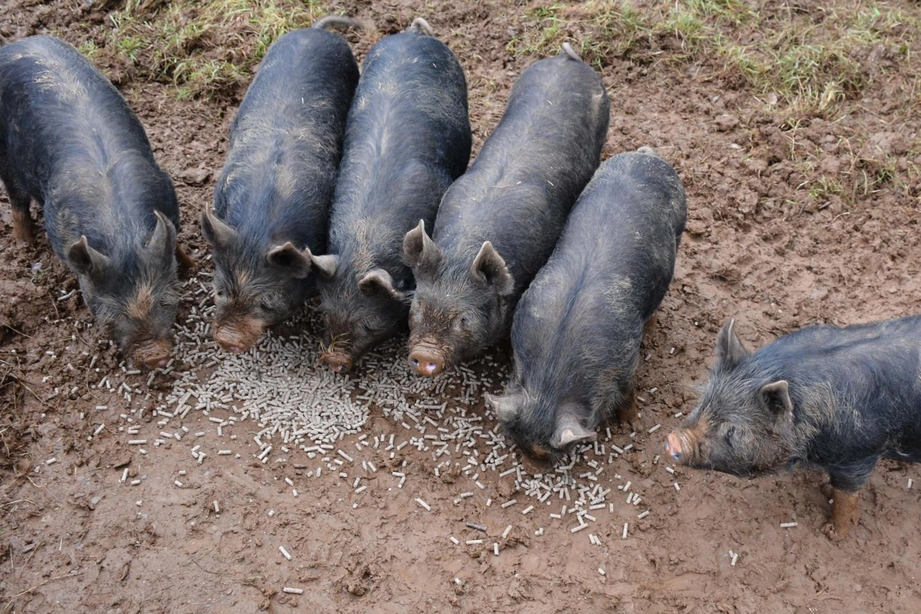 Animals in Kerswell Farmhouse