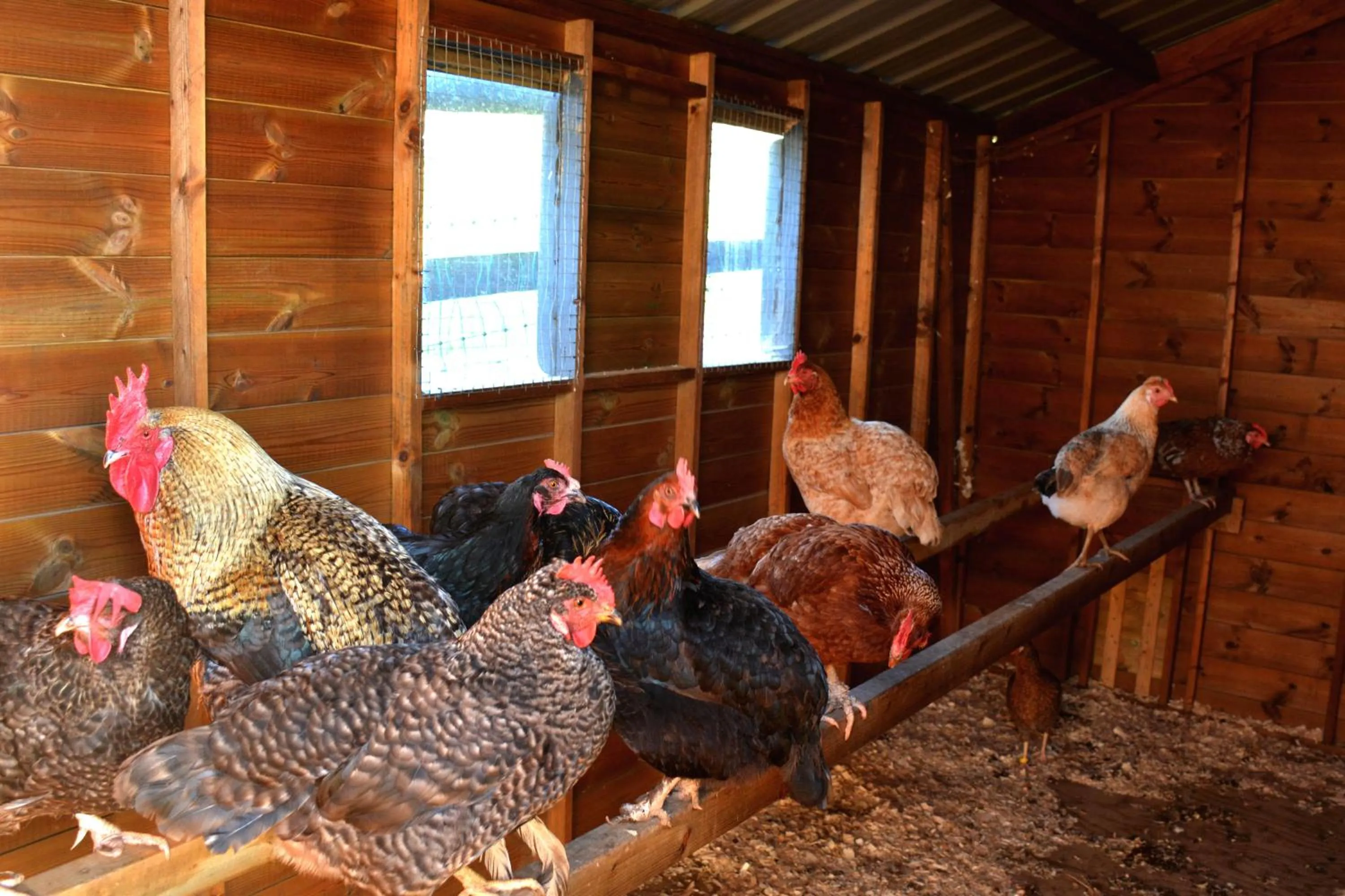 Animals in Kerswell Farmhouse