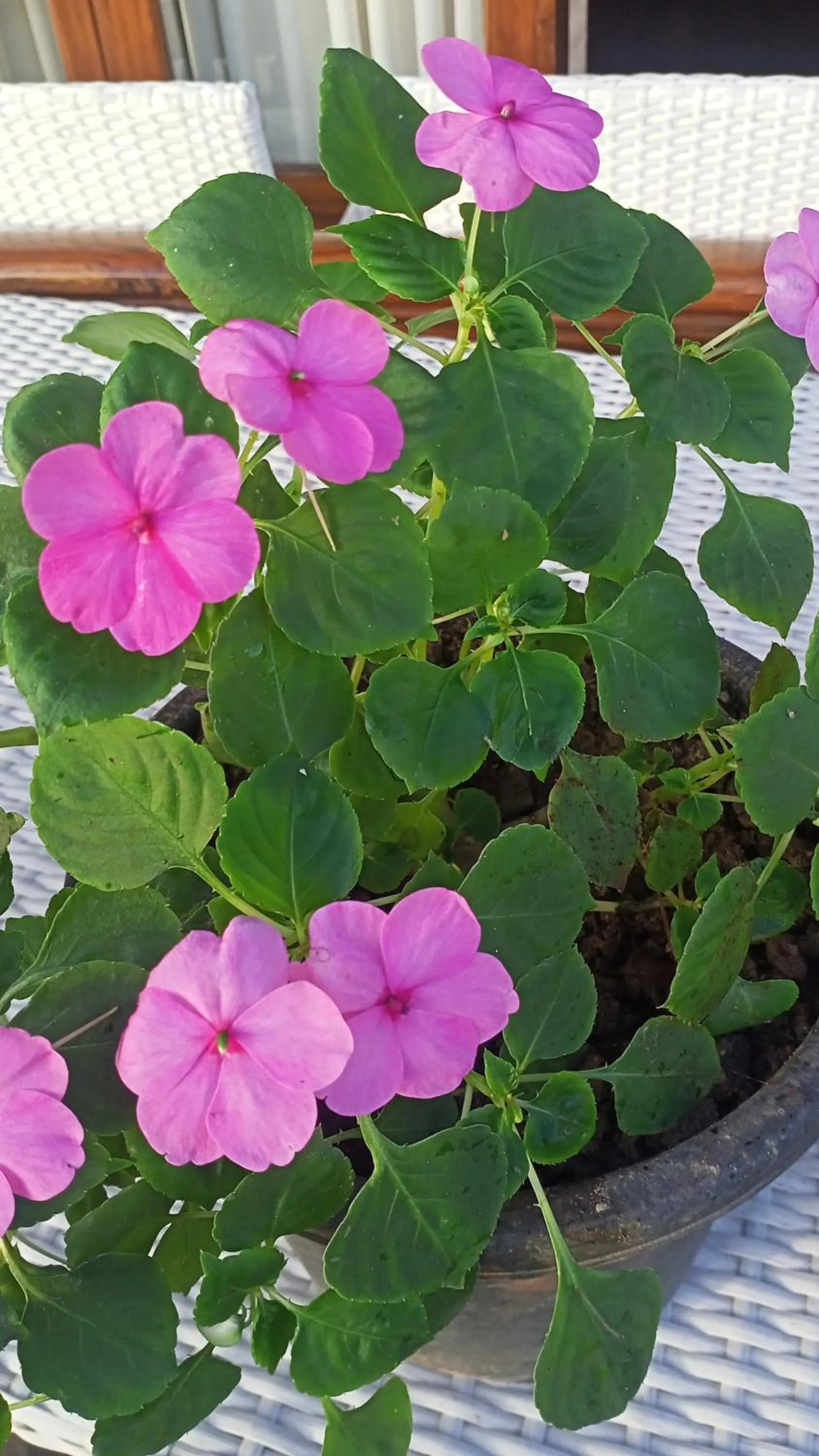 Hotel The Pine Villa