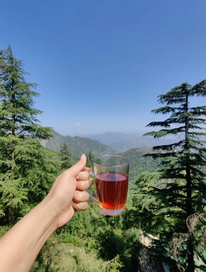 Hotel The Pine Villa