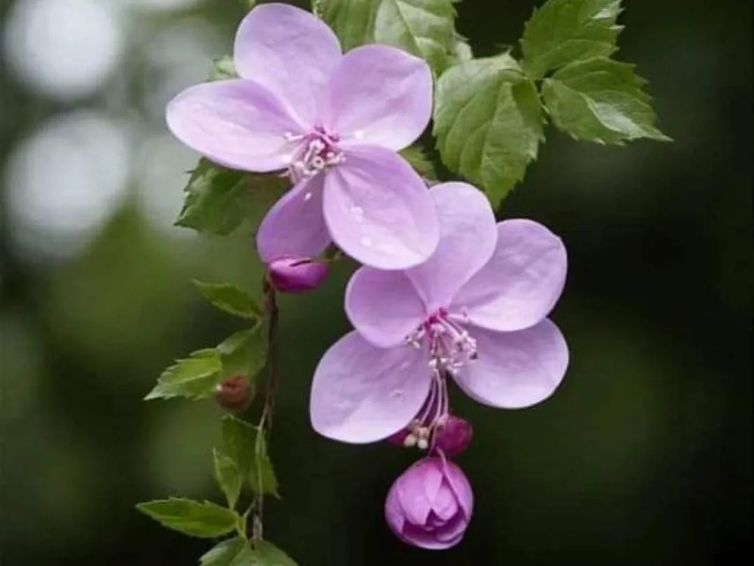 Hotel The Pine Villa