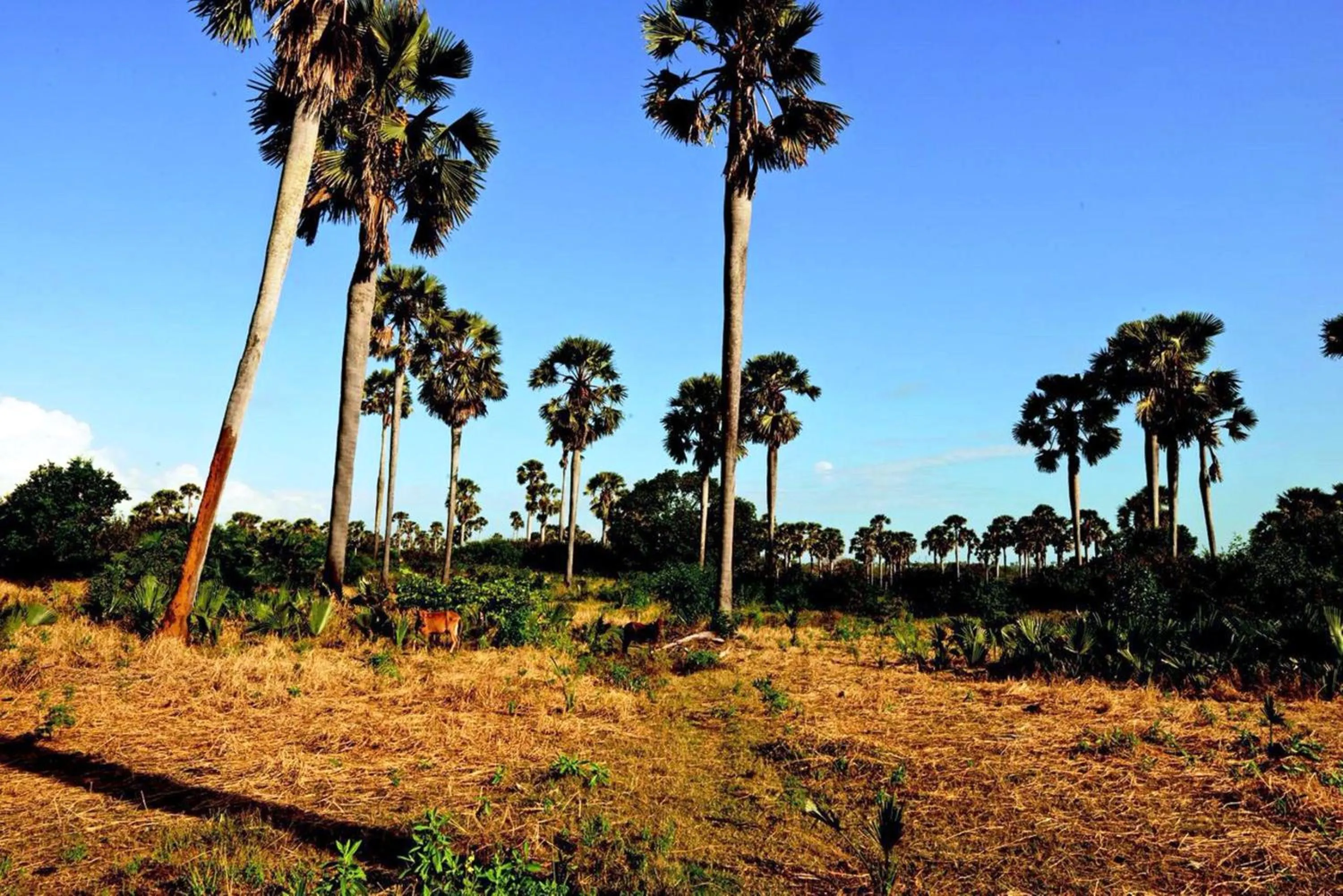 Natural landscape in The Aiyana Resort & Spa
