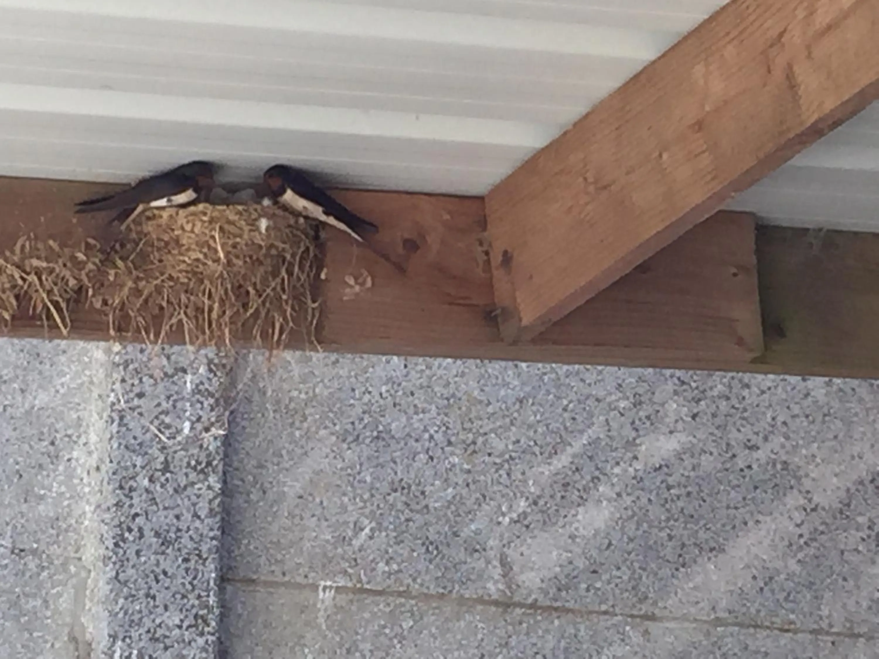 Eeuwenhout vakantiedomein