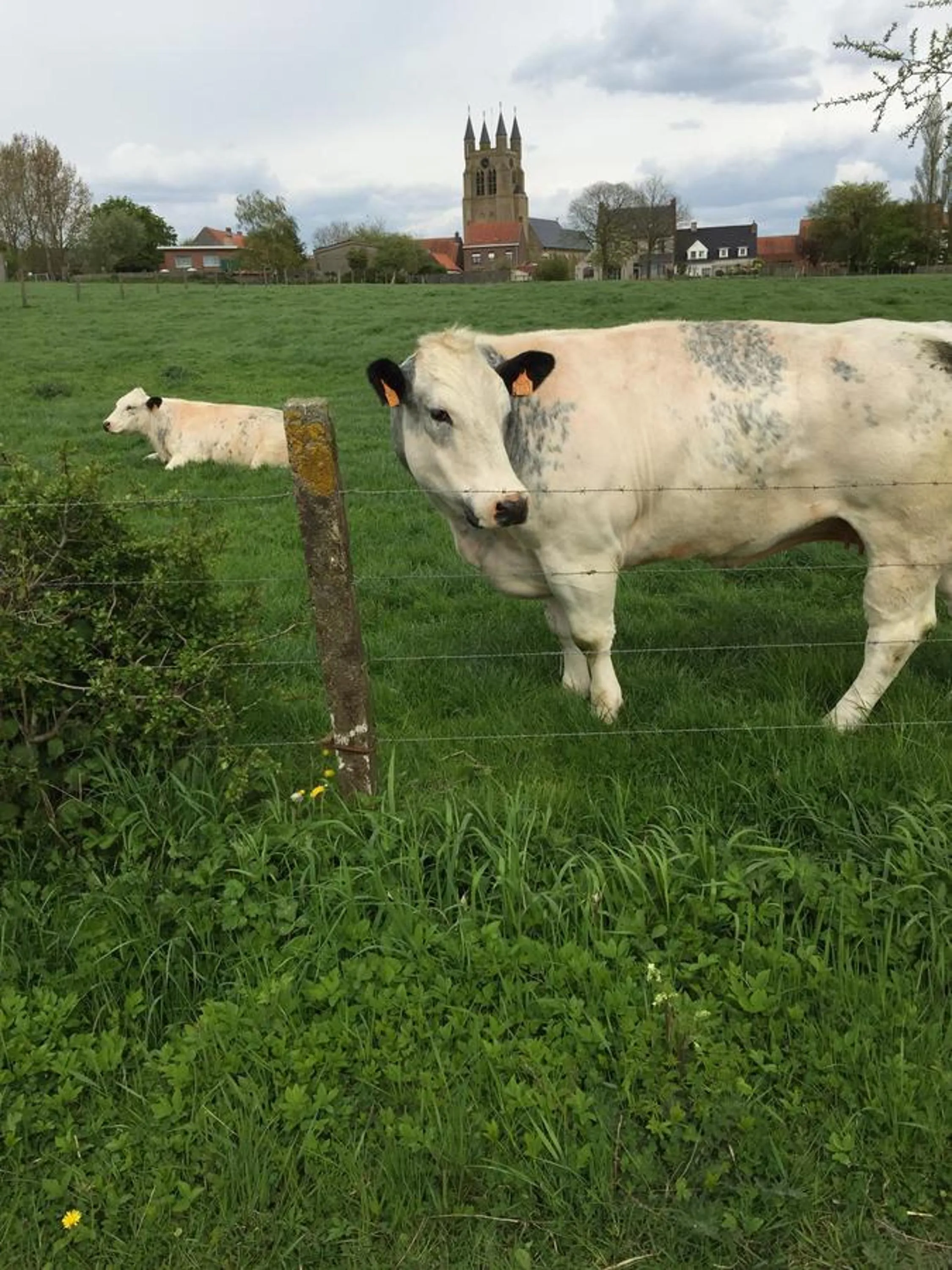 Property building in Eeuwenhout vakantiedomein