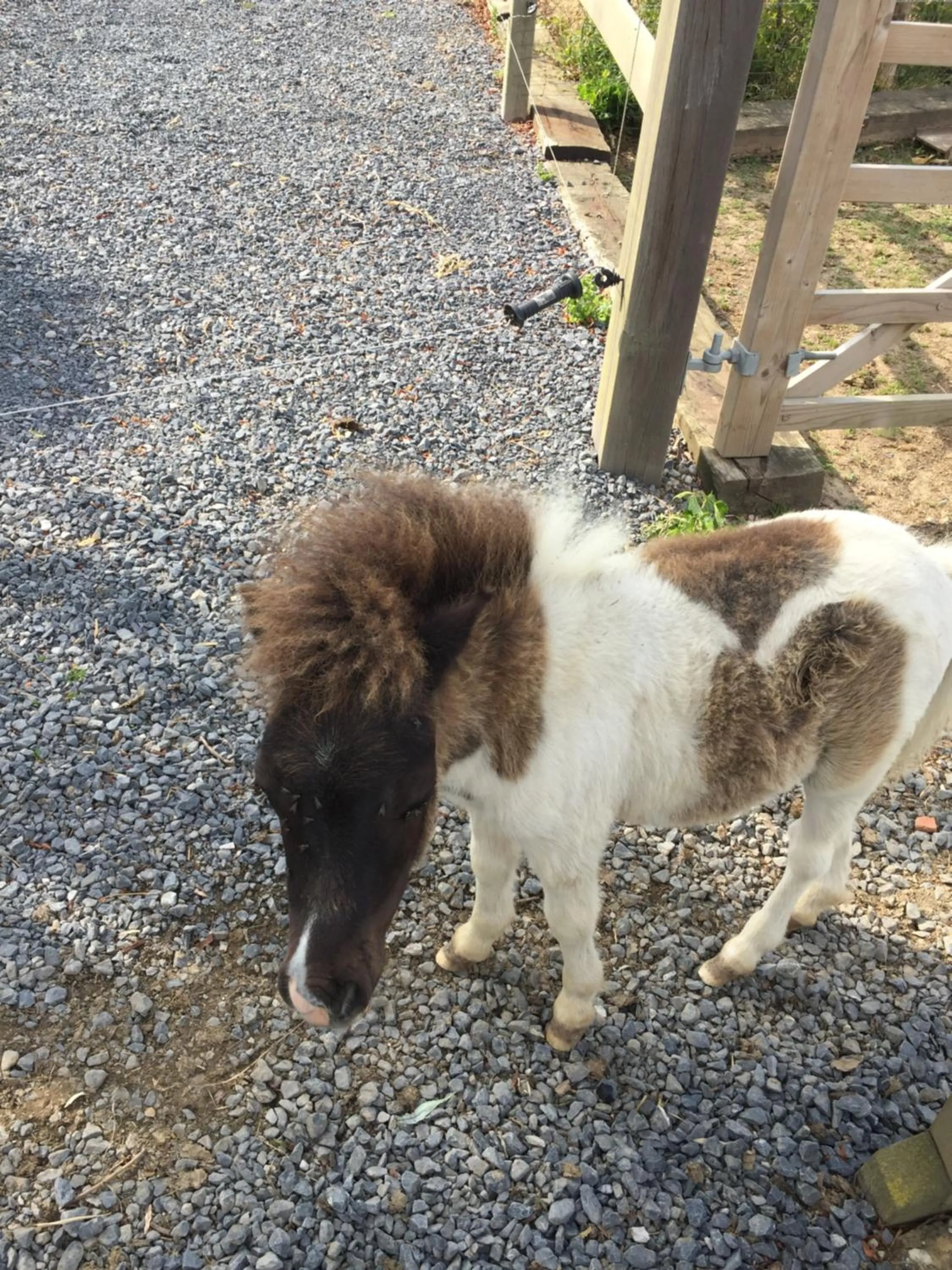 Eeuwenhout vakantiedomein