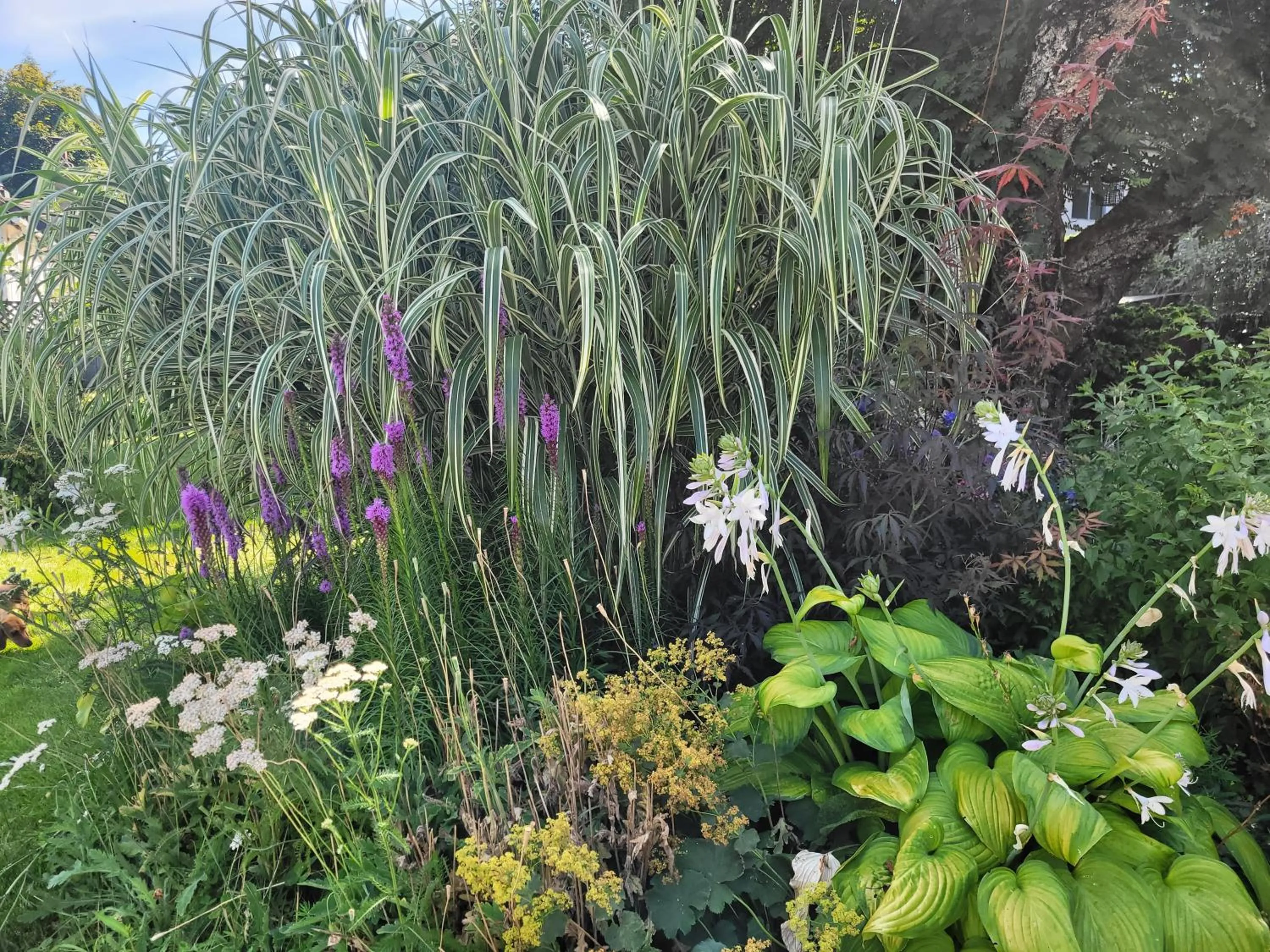 Garden in Campbell Cottage B&B